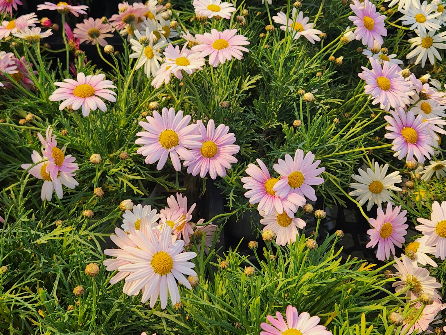 Daisy dengan kelopak pink mekar di antara dedaunan hijau