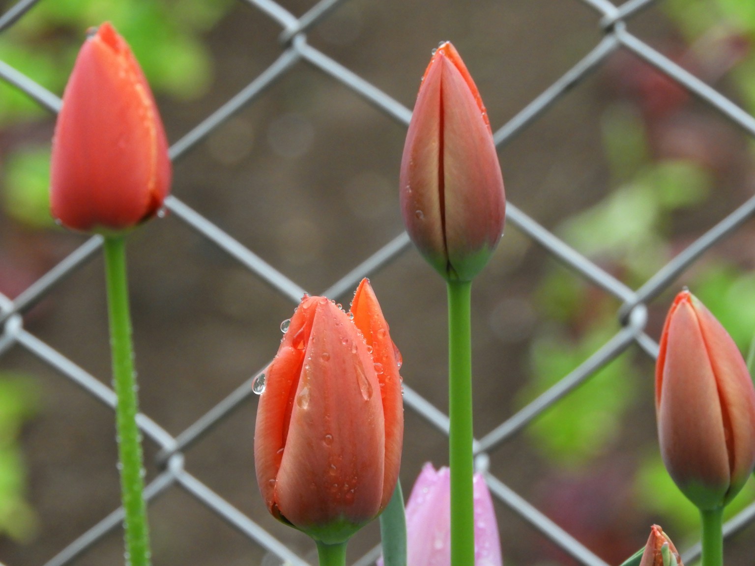 Red tulips blooming in front of a fence