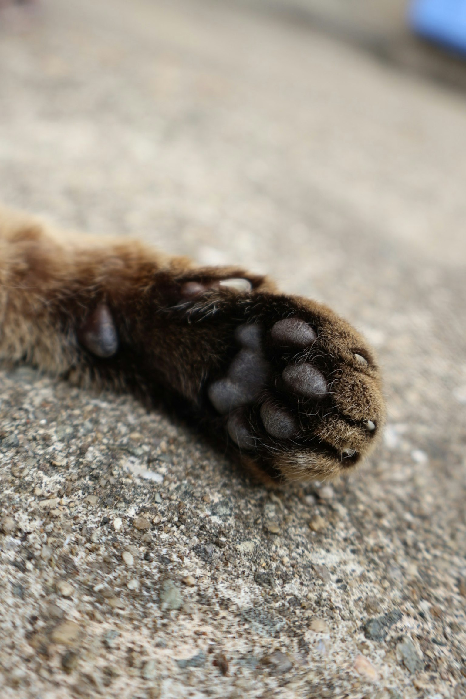 Close-up of an animal paw with visible toes and pads
