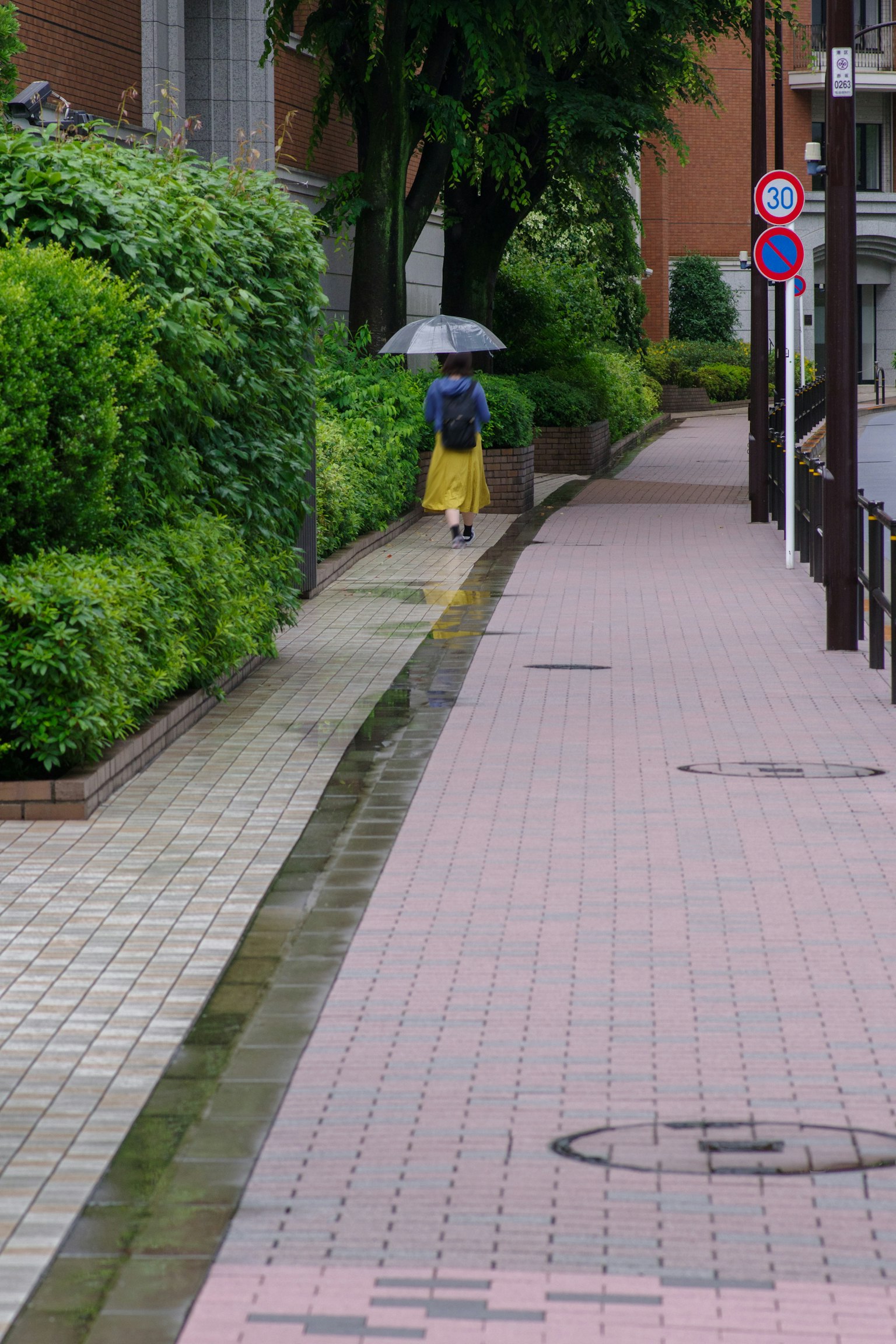 Một người phụ nữ đi bộ trên vỉa hè với một chiếc ô được bao quanh bởi cây xanh