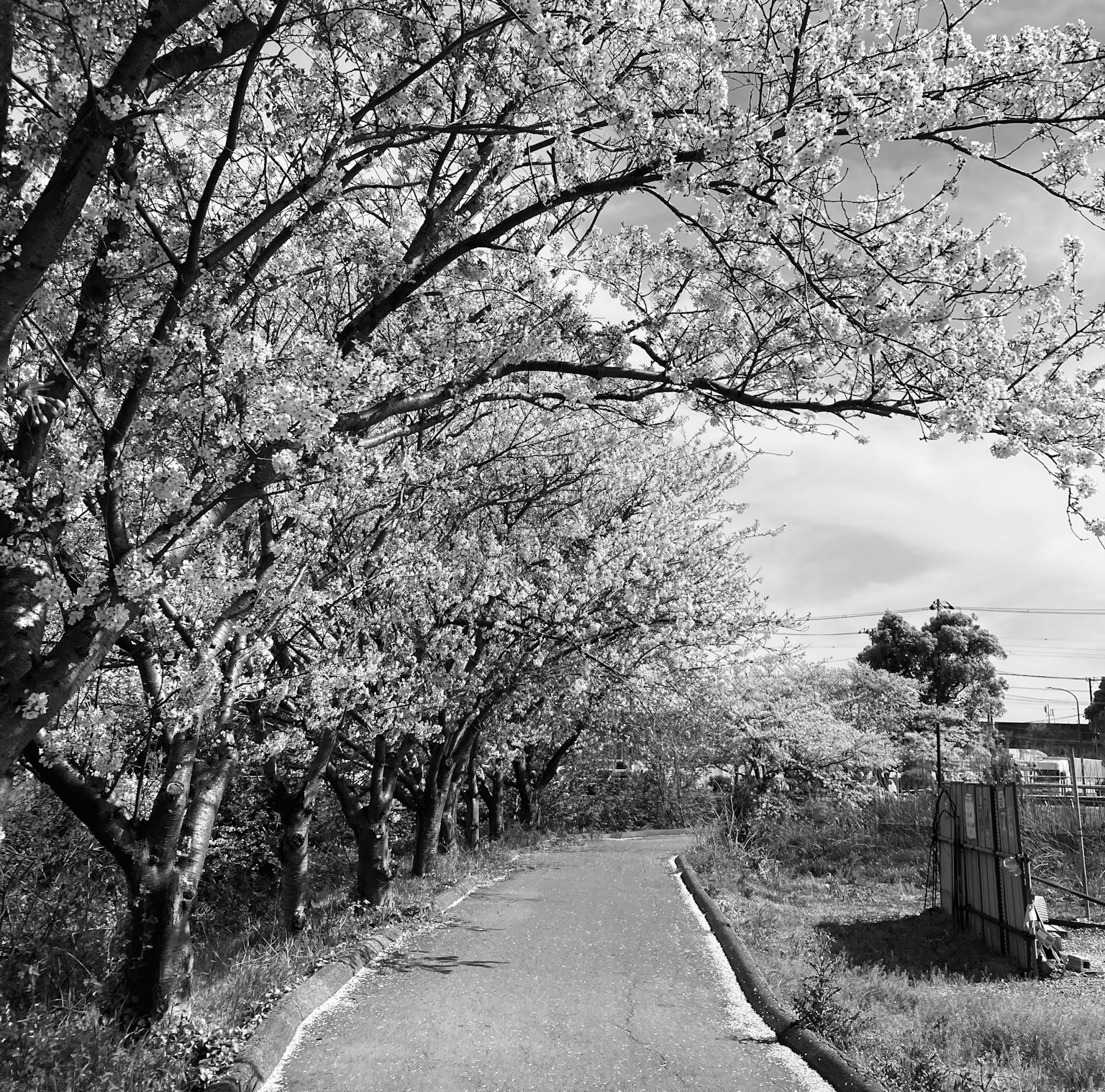 Black and white photo of a road lined with cherry blossom trees