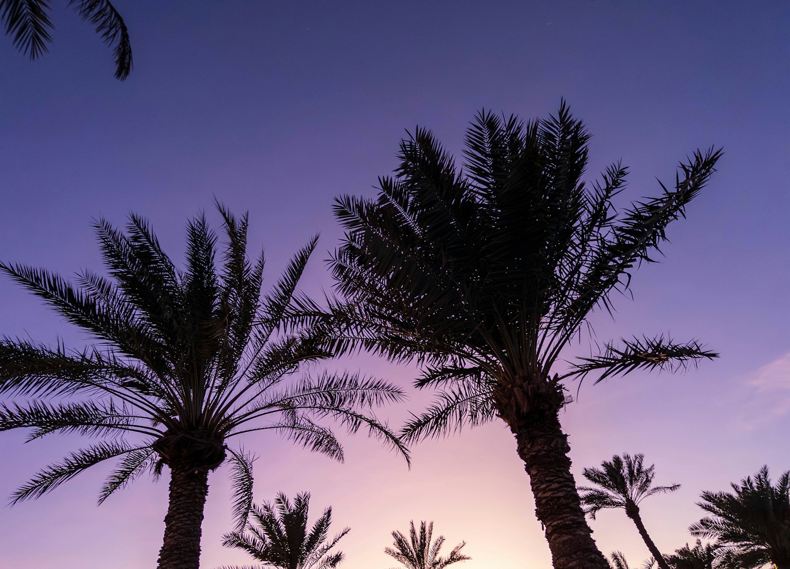 Silhouette di palme contro un cielo al tramonto