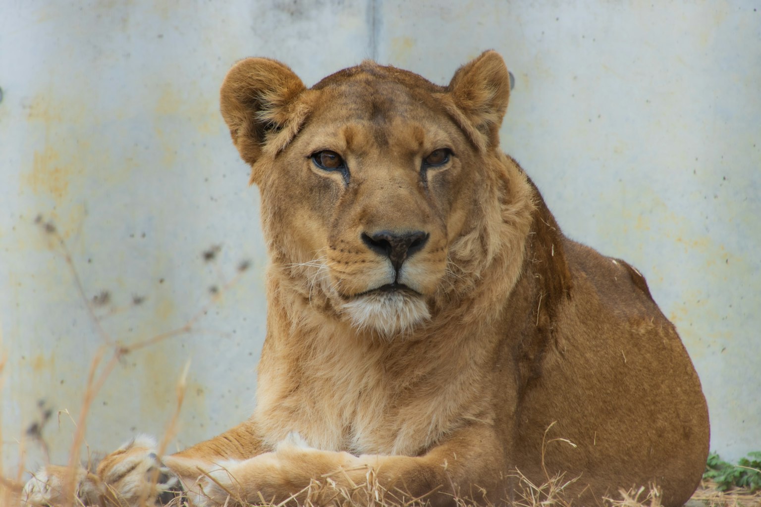 A female lion resting calmly with a blurred background