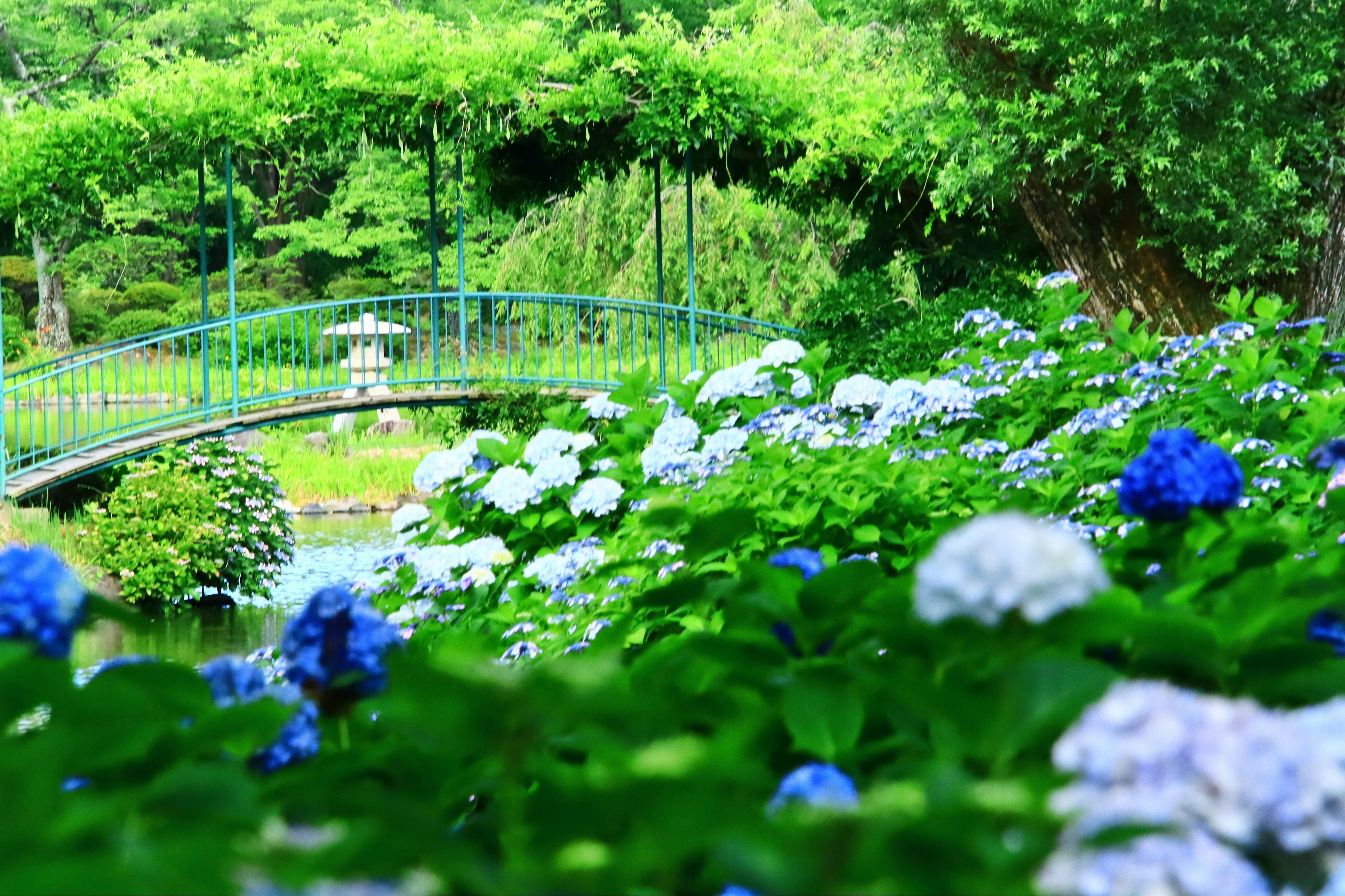 Curving garden path with hydrangeas in lush greenery