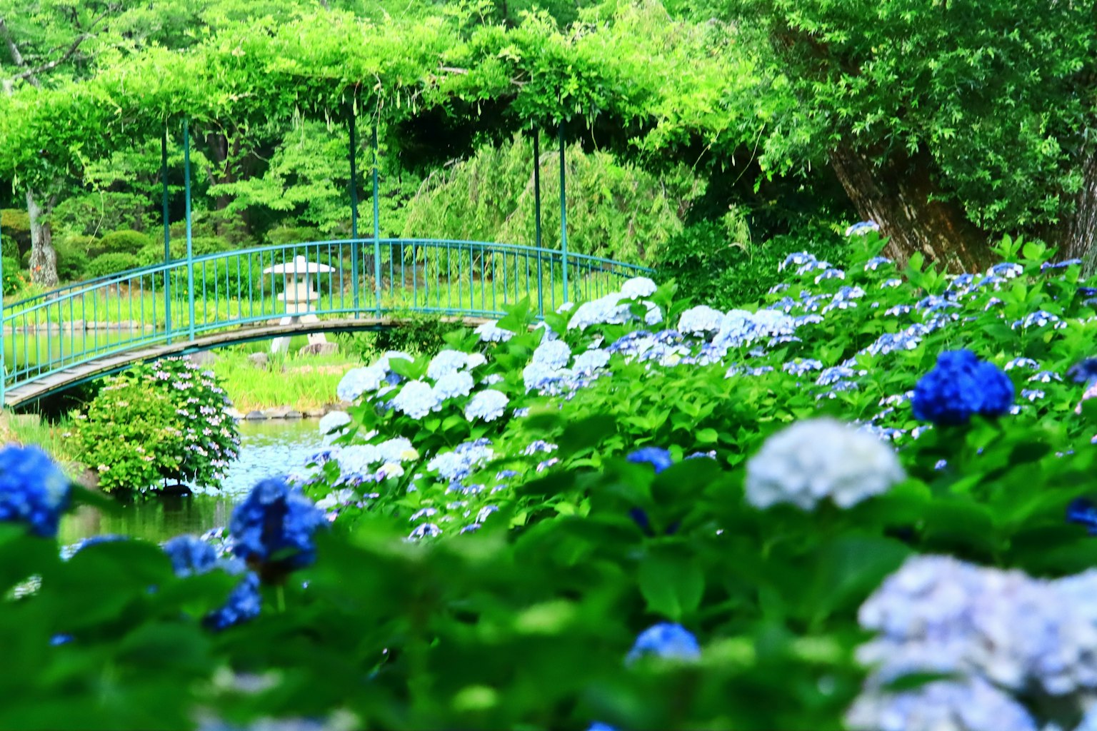 Scène de parc magnifique avec des hortensias bleus en fleurs des arbres verts et un pont en arc