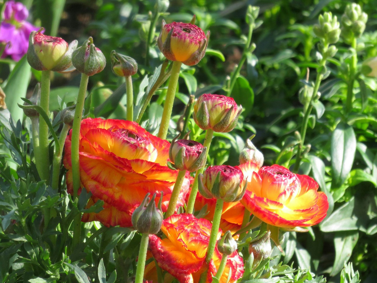 Fleurs de renoncule vibrantes en orange et rouge fleurissant dans un jardin
