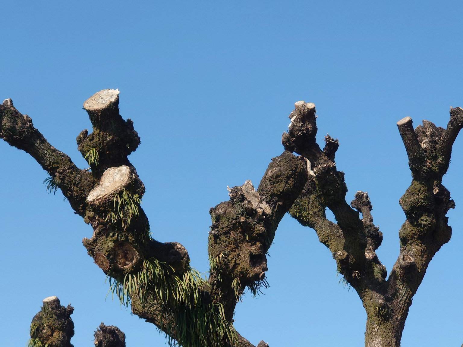 Forme uniche dei rami potati di un albero contro un cielo blu chiaro