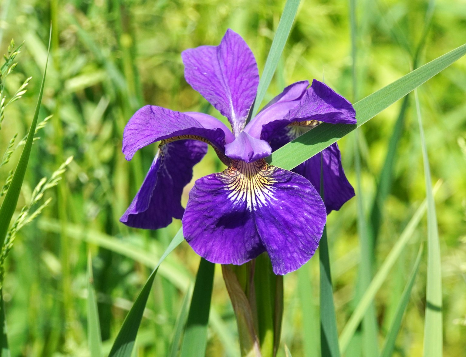Fleur d'iris violette éclatante fleurissant parmi l'herbe verte