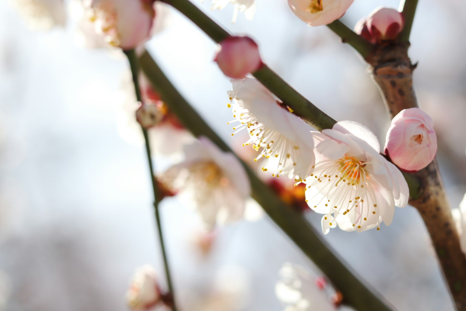 Nahaufnahme von blühenden Pflaumenblüten an Zweigen