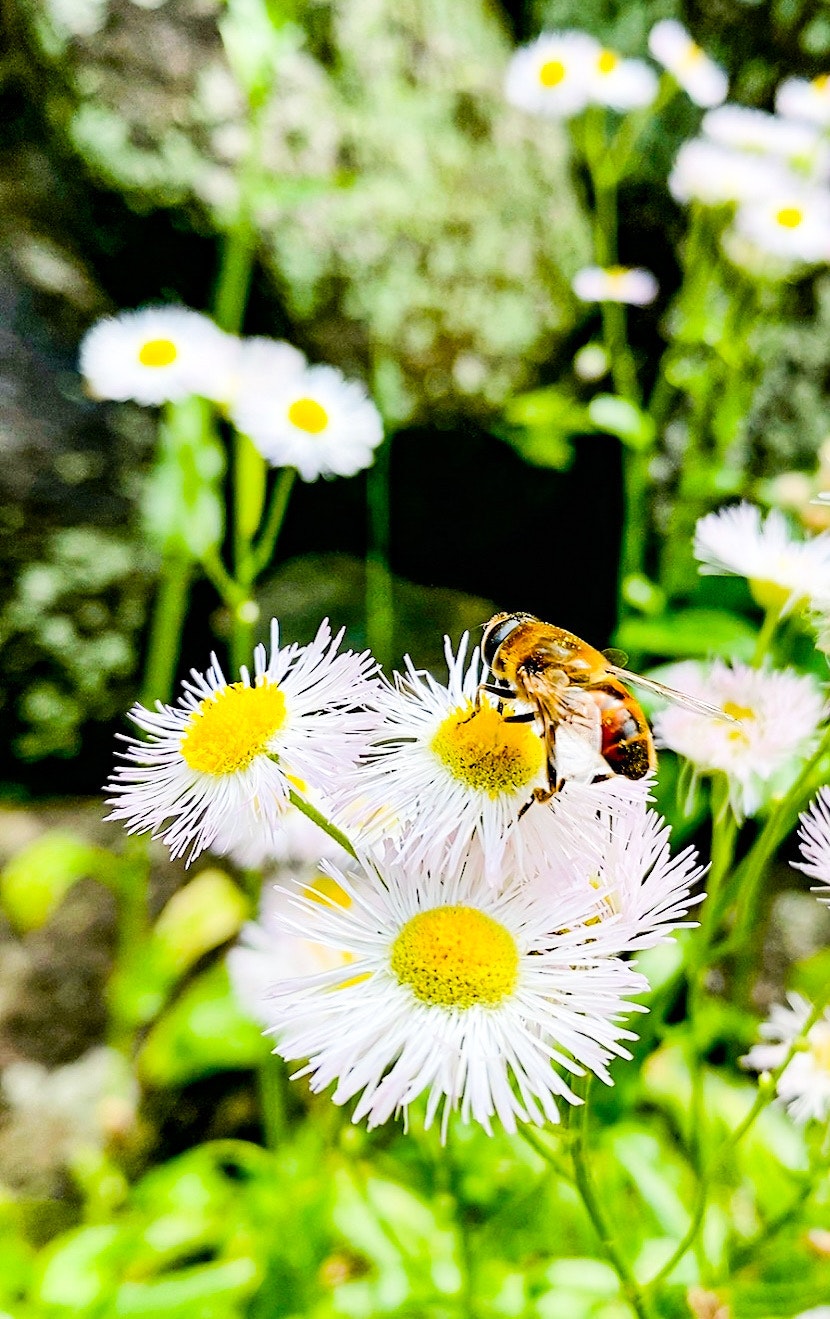 白い花にとまる花粉を集める蜜蜂のクローズアップ