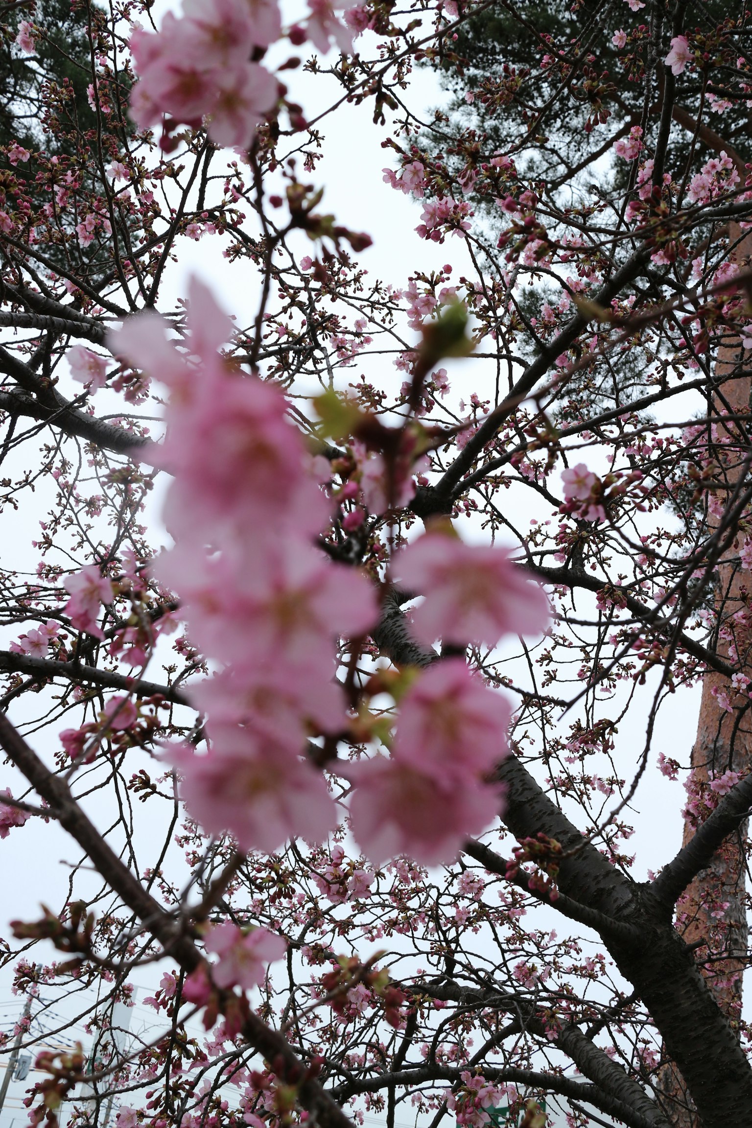 樱花在树枝上的特写