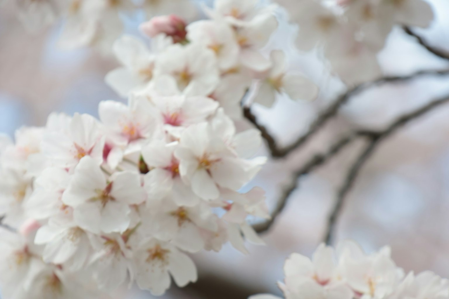 Gros plan de fleurs de cerisier en pleine floraison