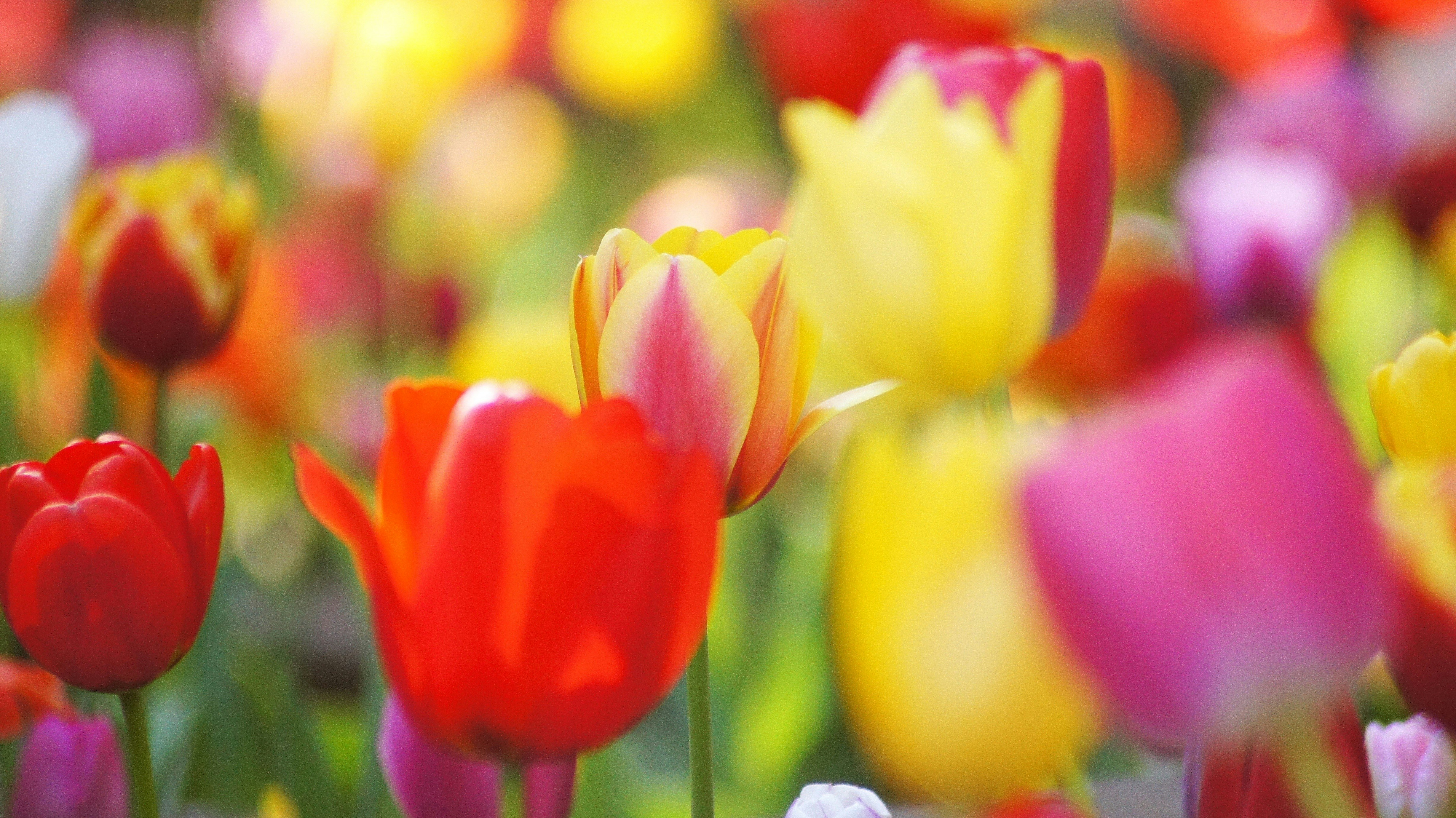 bokeh tulip flowerbed with vibrant red and yellow blooms