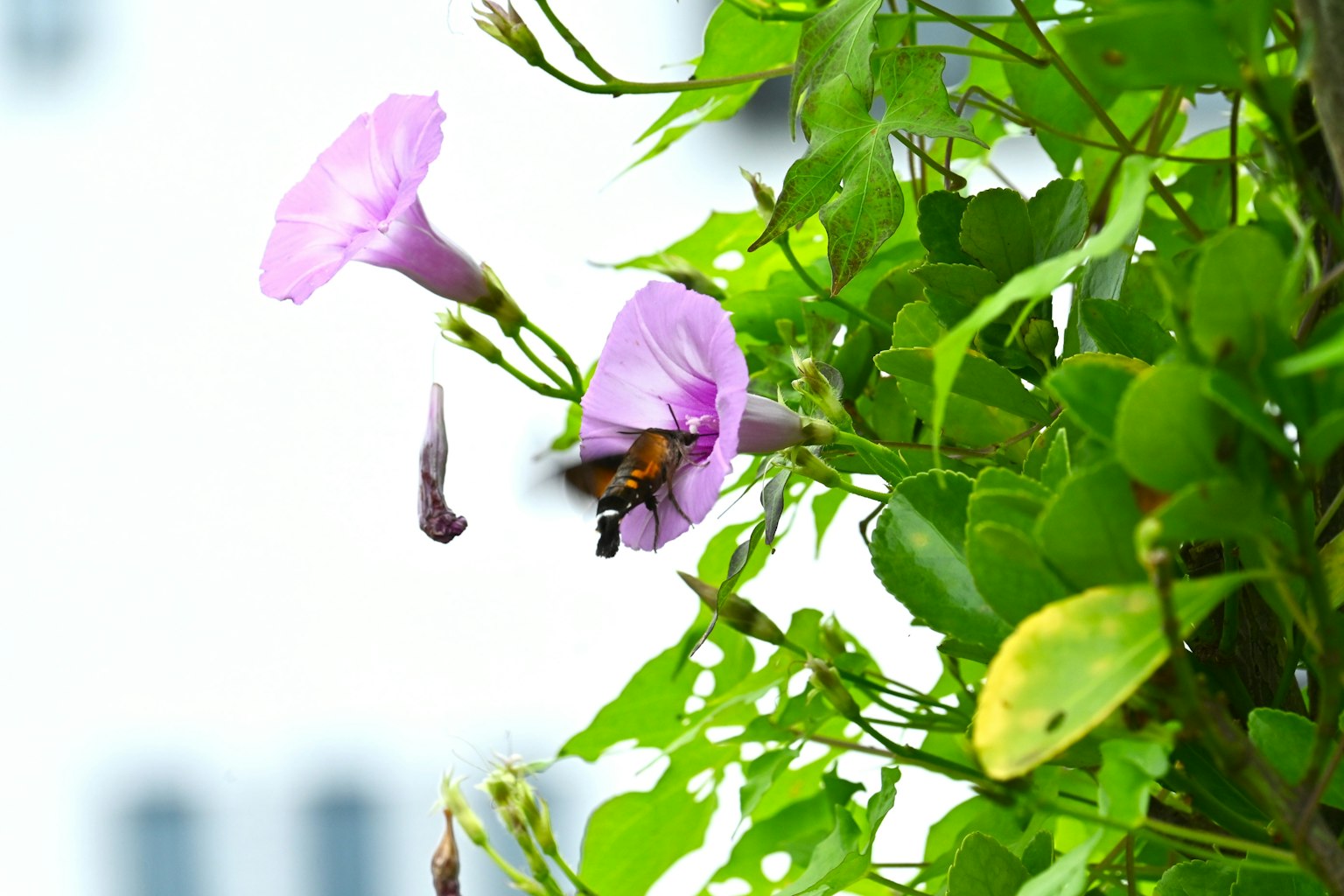 Bild einer Biene, die sich von lila Blumen umgeben von grünen Blättern ernährt