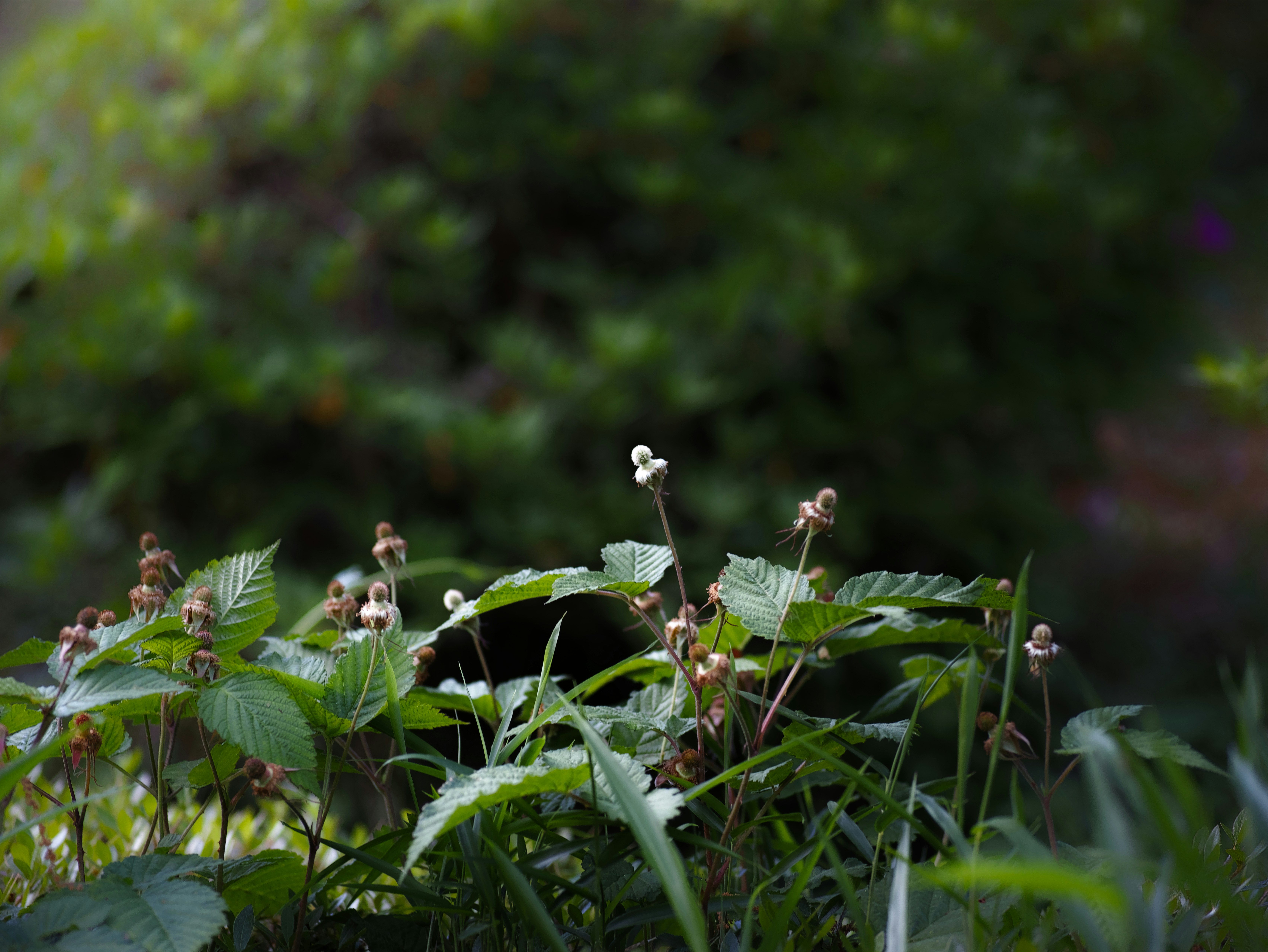 草むらの中で咲く小さな花と新緑