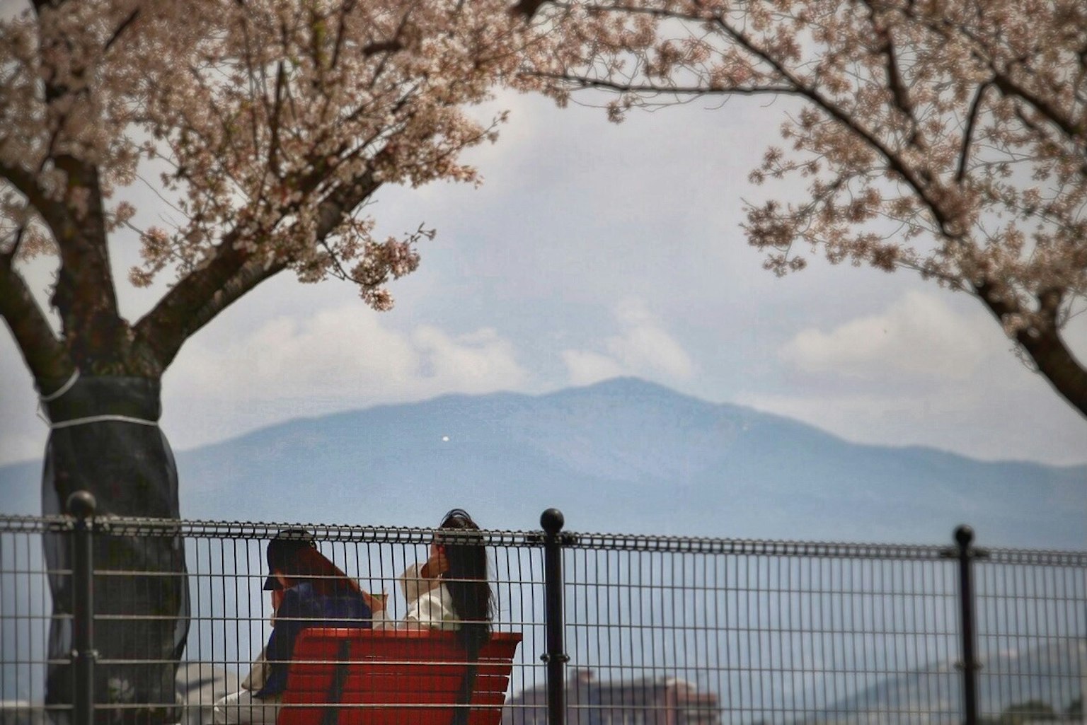 在櫻花樹下坐著的情侶和山景