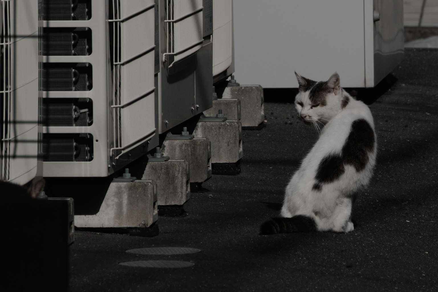 一只黑白相间的猫侧坐在金属结构旁边