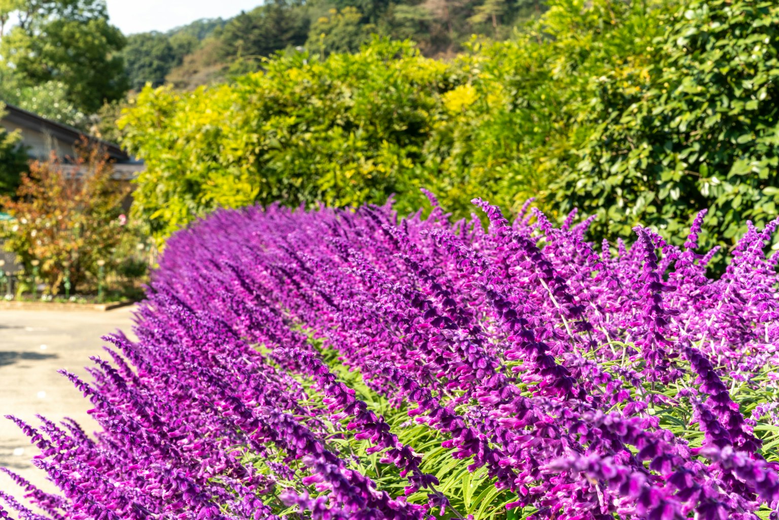 Flores de lavanda púrpura en un jardín vibrante
