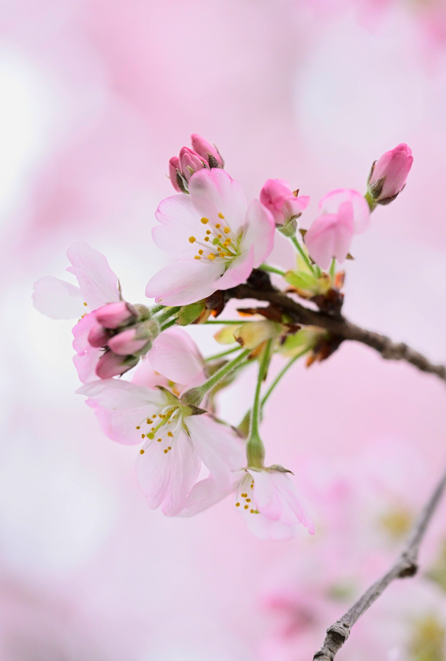 Kedekatan bunga sakura dan tunas di cabang