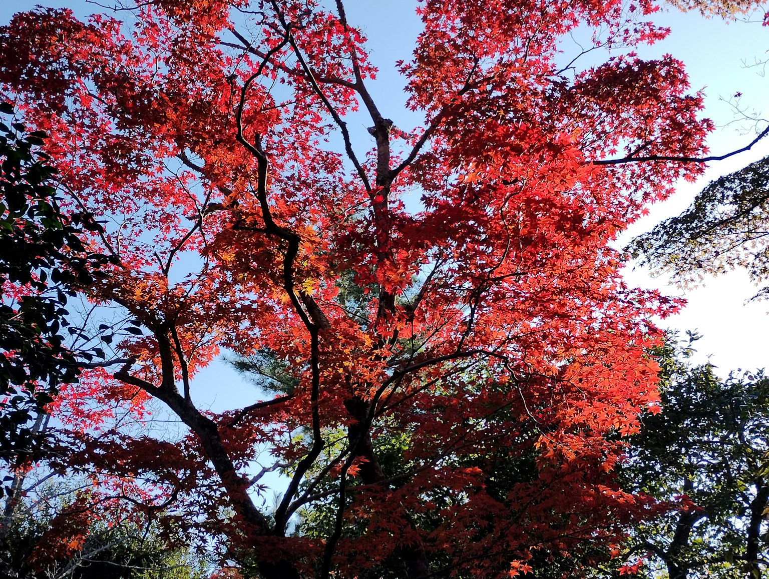 Silhouette d'un arbre avec des feuilles rouges vives contre un ciel bleu