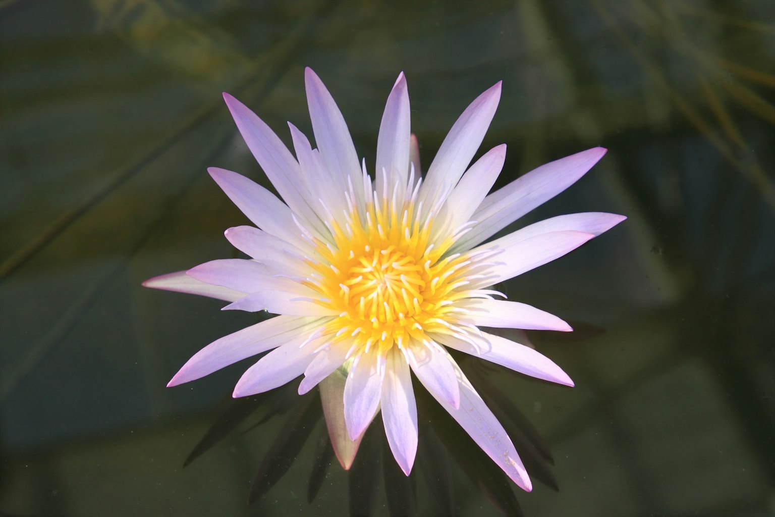 A beautiful white and purple water lily floating on the water surface