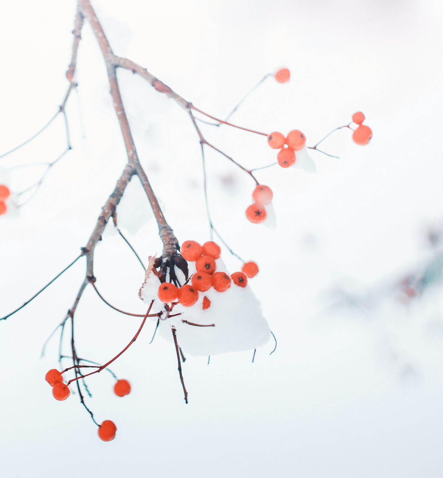 Ramo con bacche rosse su sfondo innevato