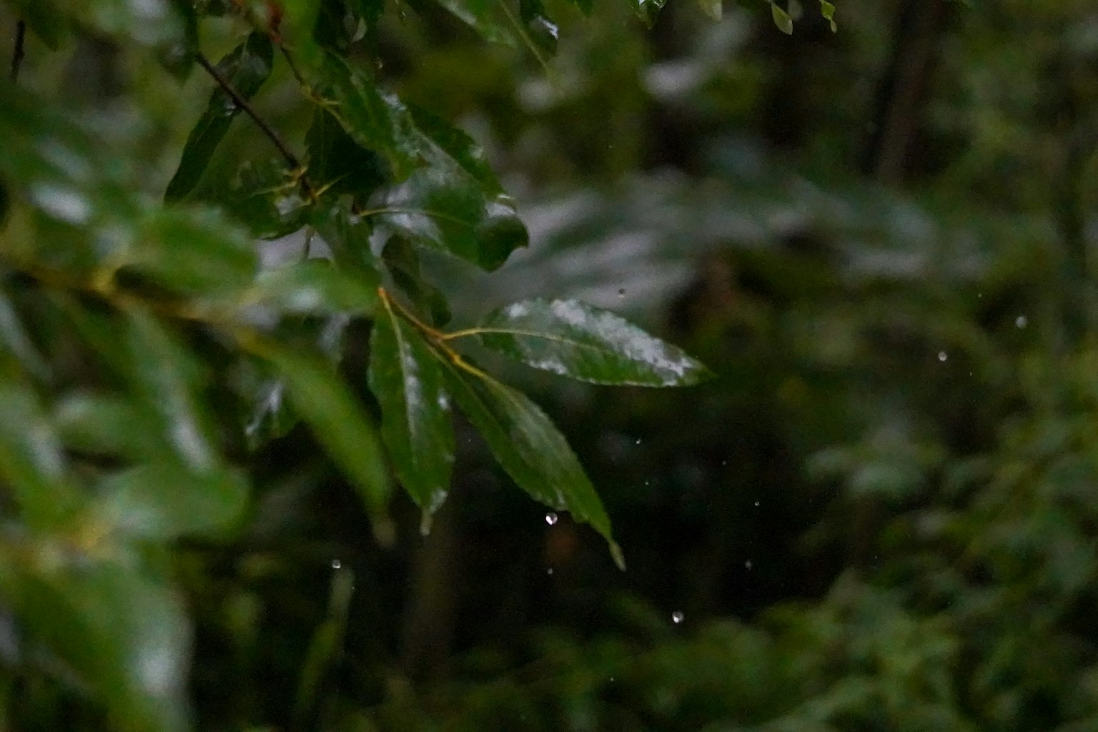 Close-up of green leaves with raindrops falling in a natural setting