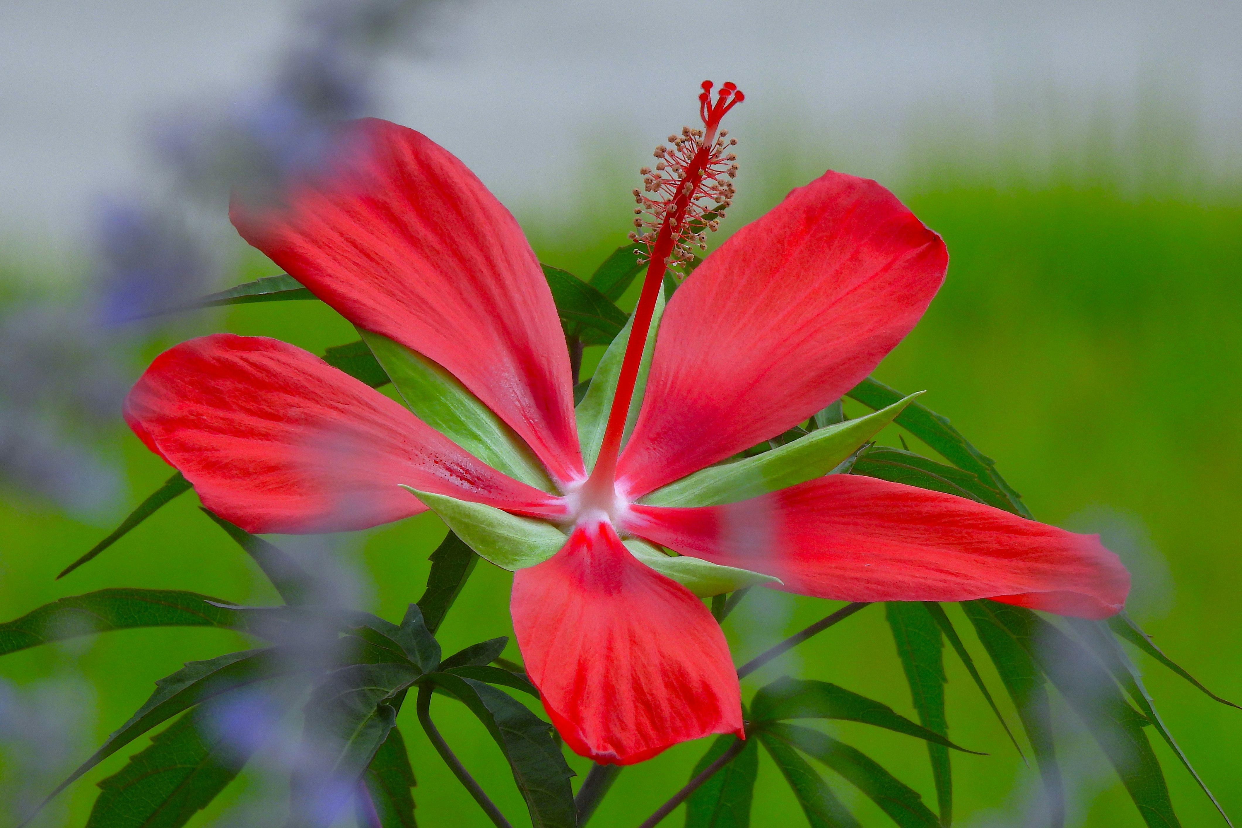 Red abutilon flower blooming in Kyoto Prefectural Botanical Garden