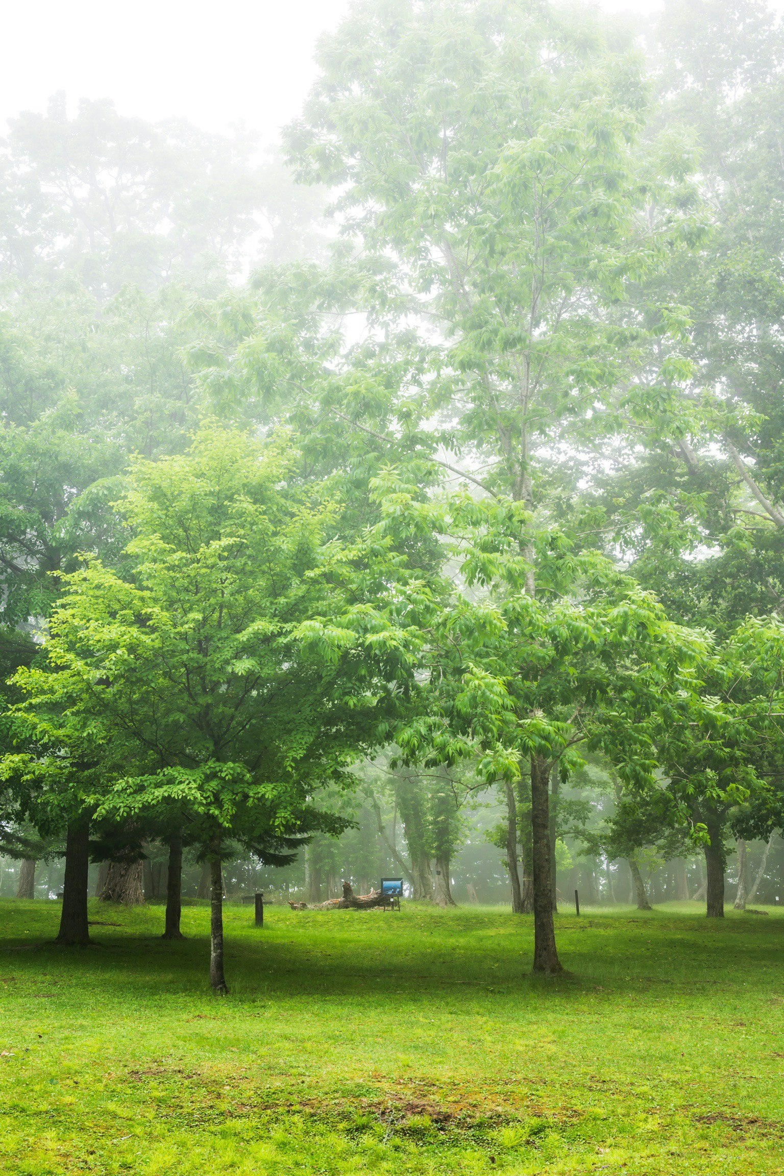 Cảnh công viên xanh tươi bị sương mù bao phủ với những cây cao và khu vực cỏ