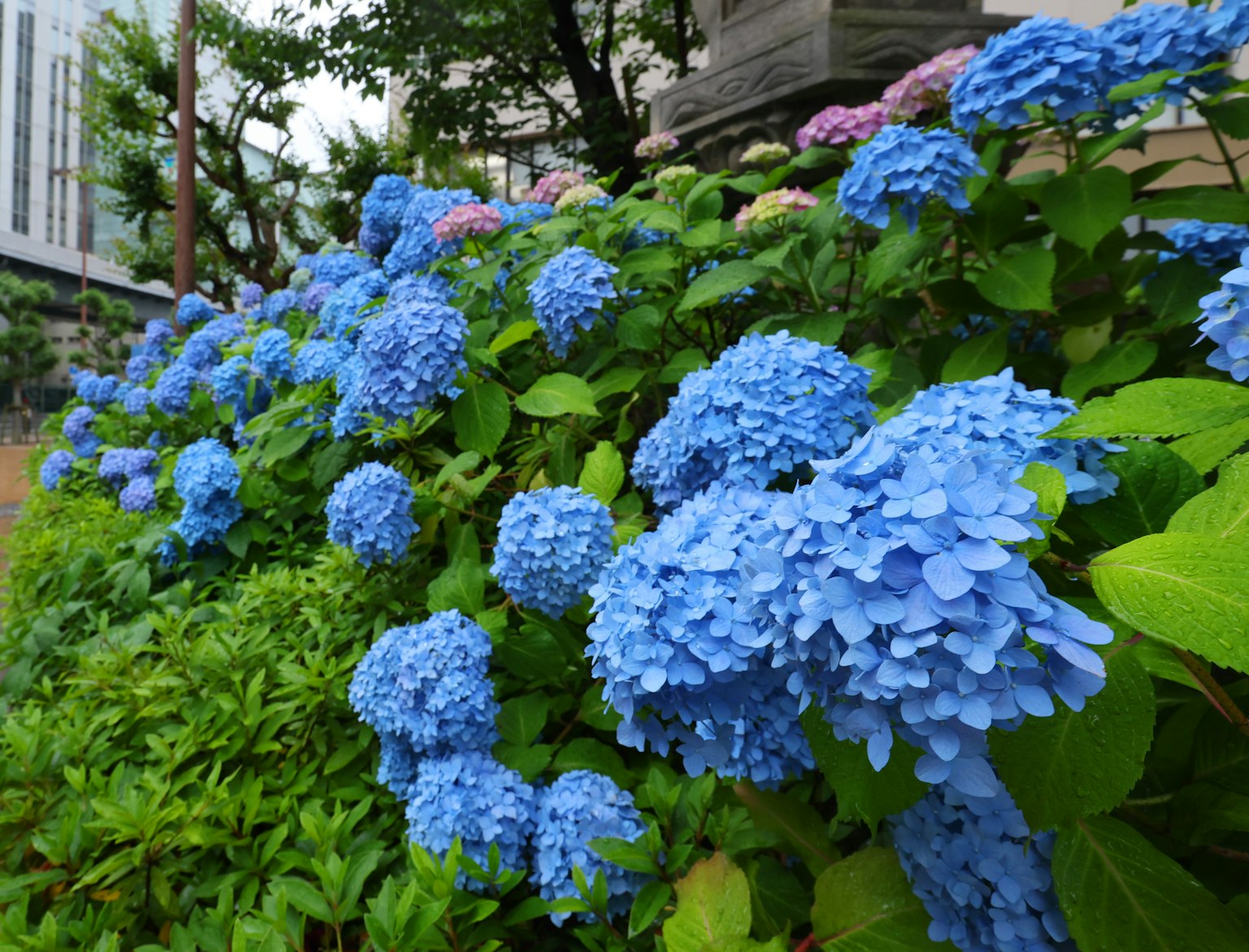 Una scena di giardino vibrante con ortensie blu in fiore