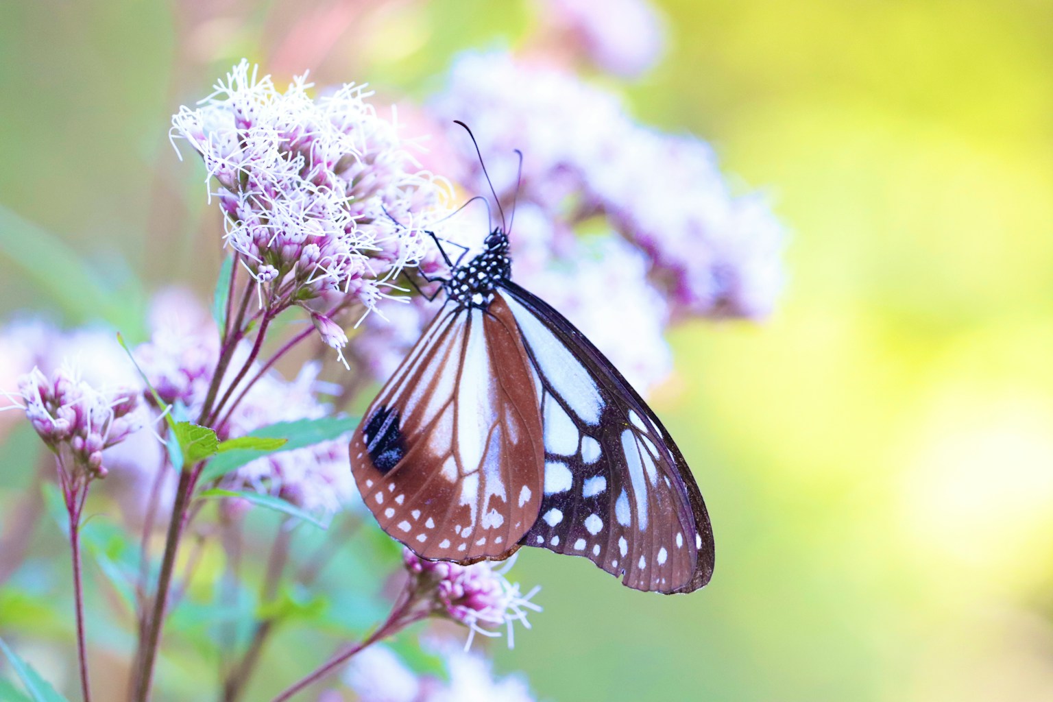 Mariposa posada sobre flores moradas claras