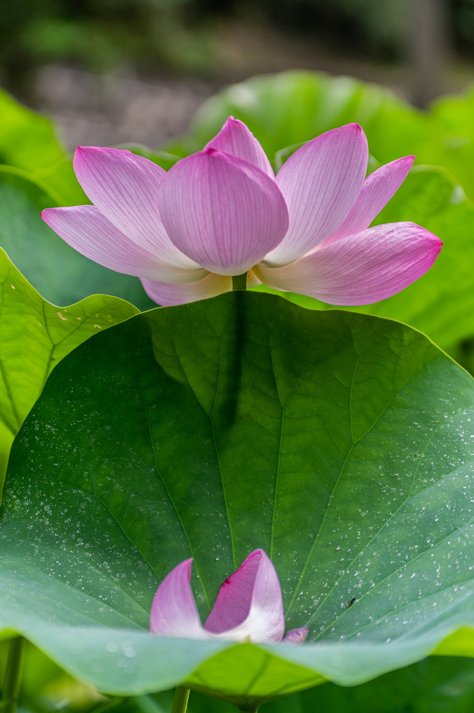 Flor de loto rosa y su hoja con fondo verde vibrante