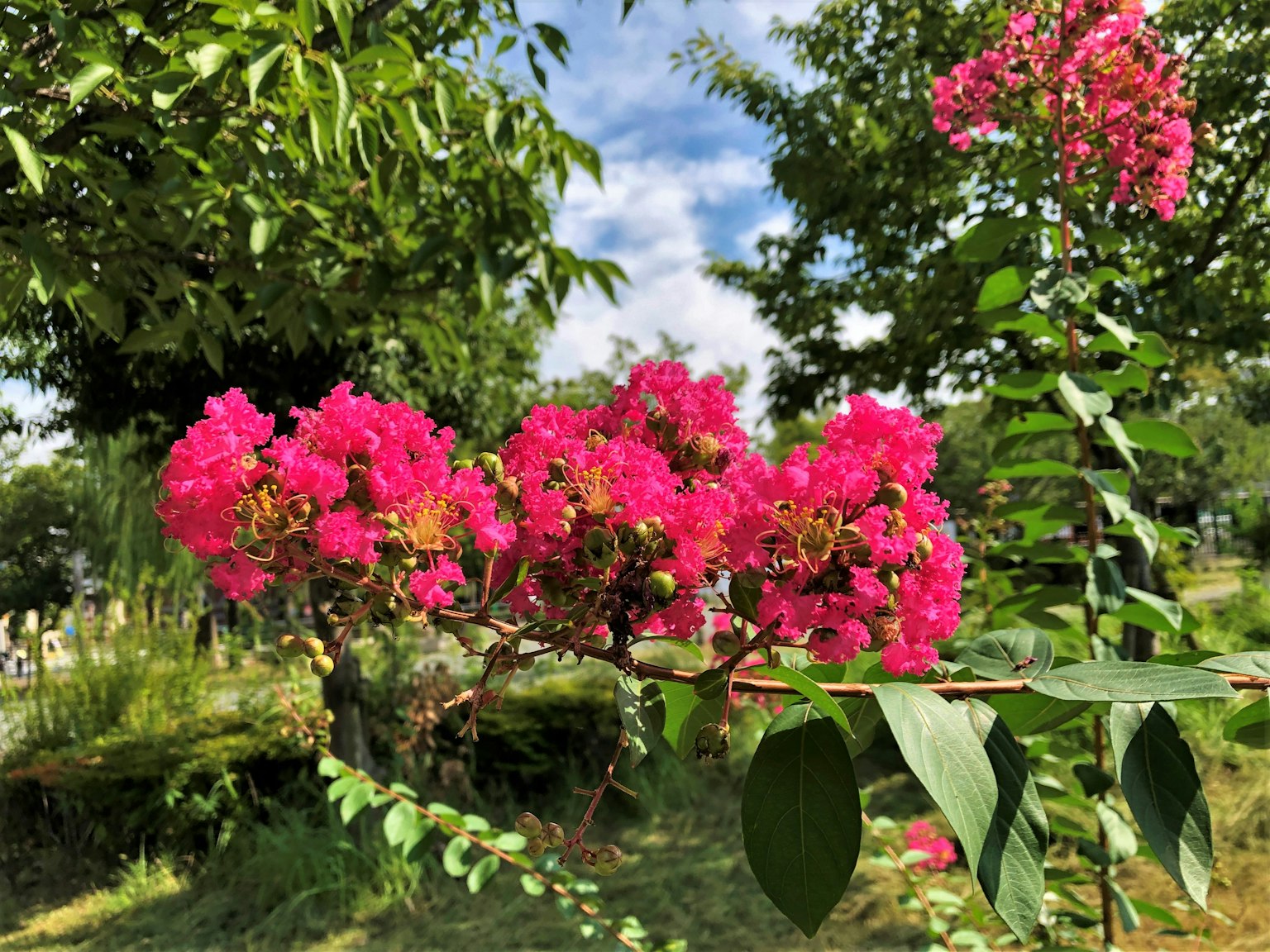 Ramo con fiori rosa vivaci e foglie verdi in un parco