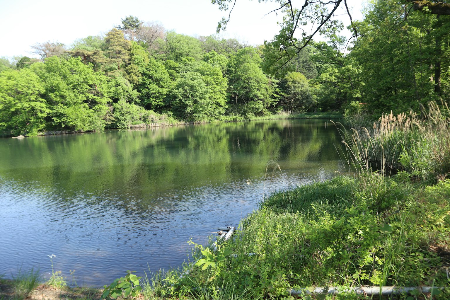 Lac serein entouré de verdure luxuriante