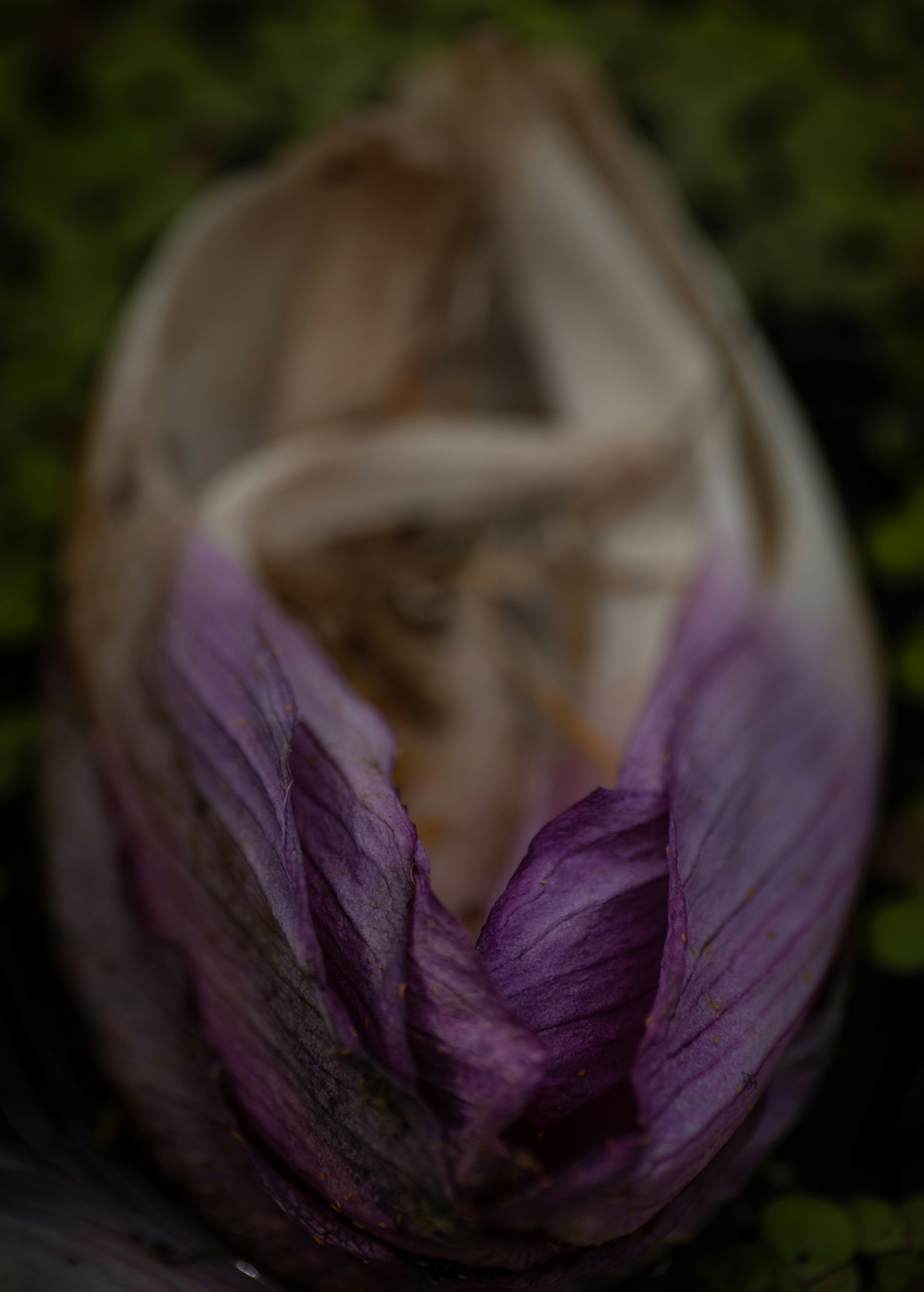 紫色花瓣层叠的特写