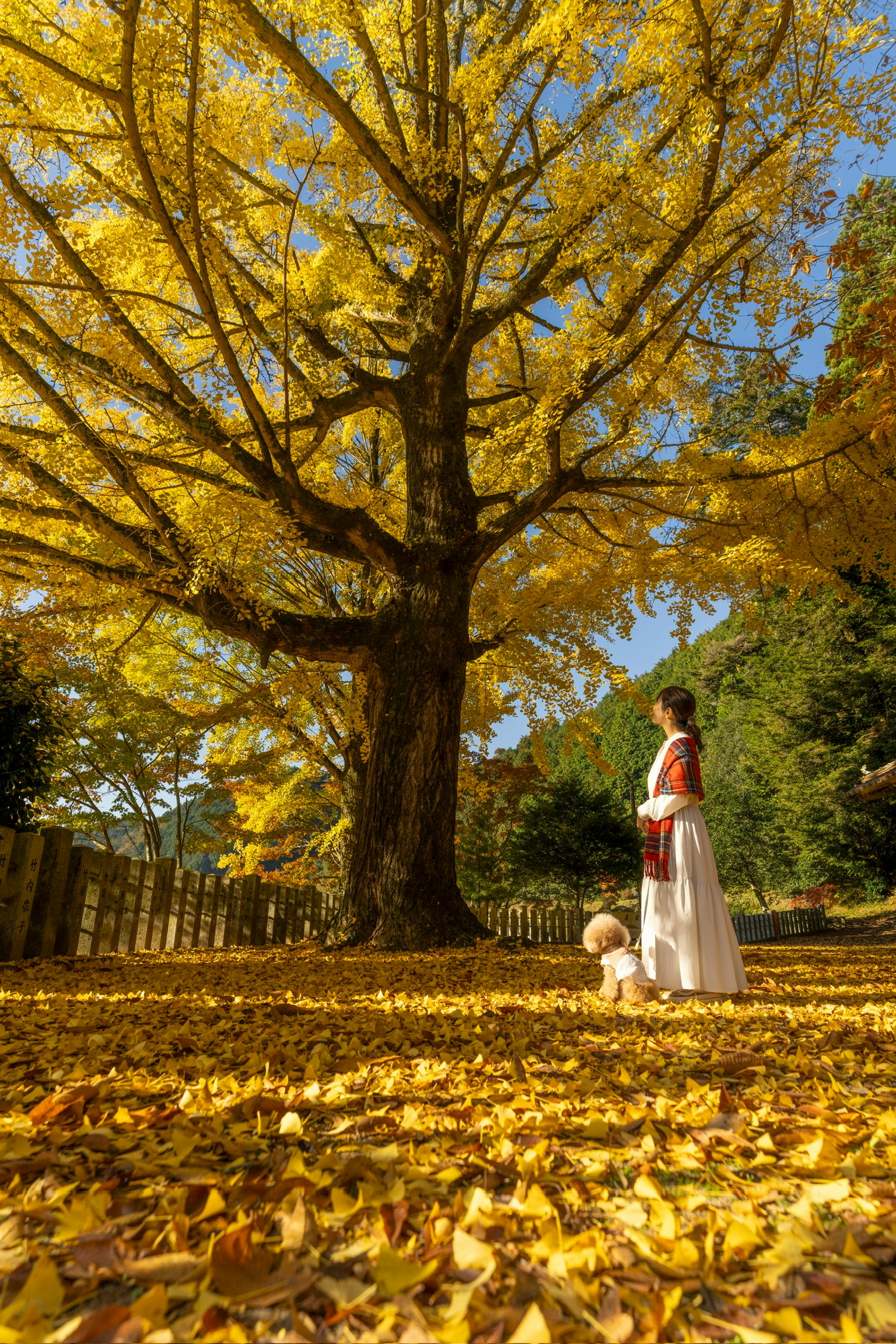 美しい黄色の葉を持つ大きなイチョウの木の下に立つ女性と子供のシルエット