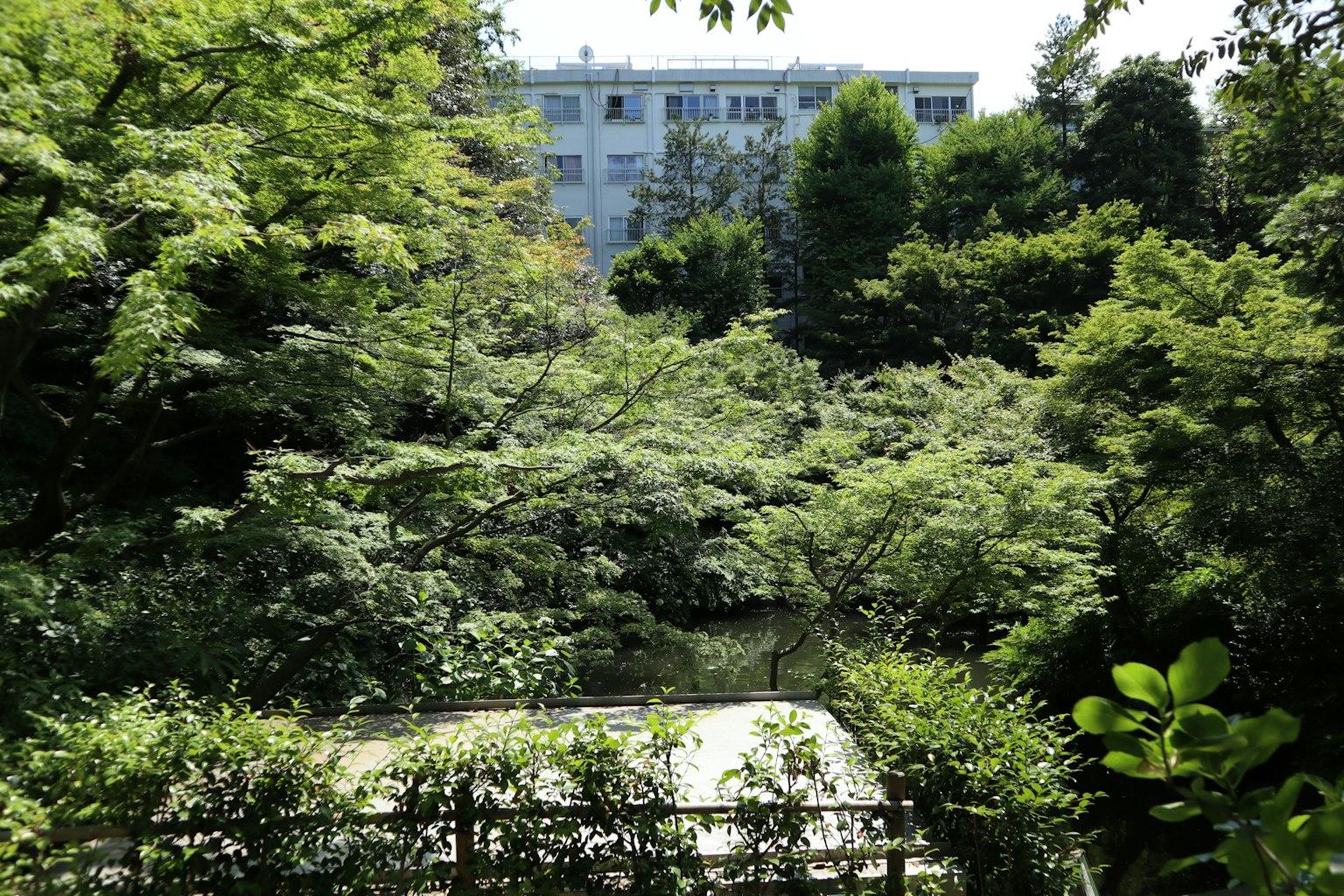 郁郁蔥蔥的森林和背景中的建築