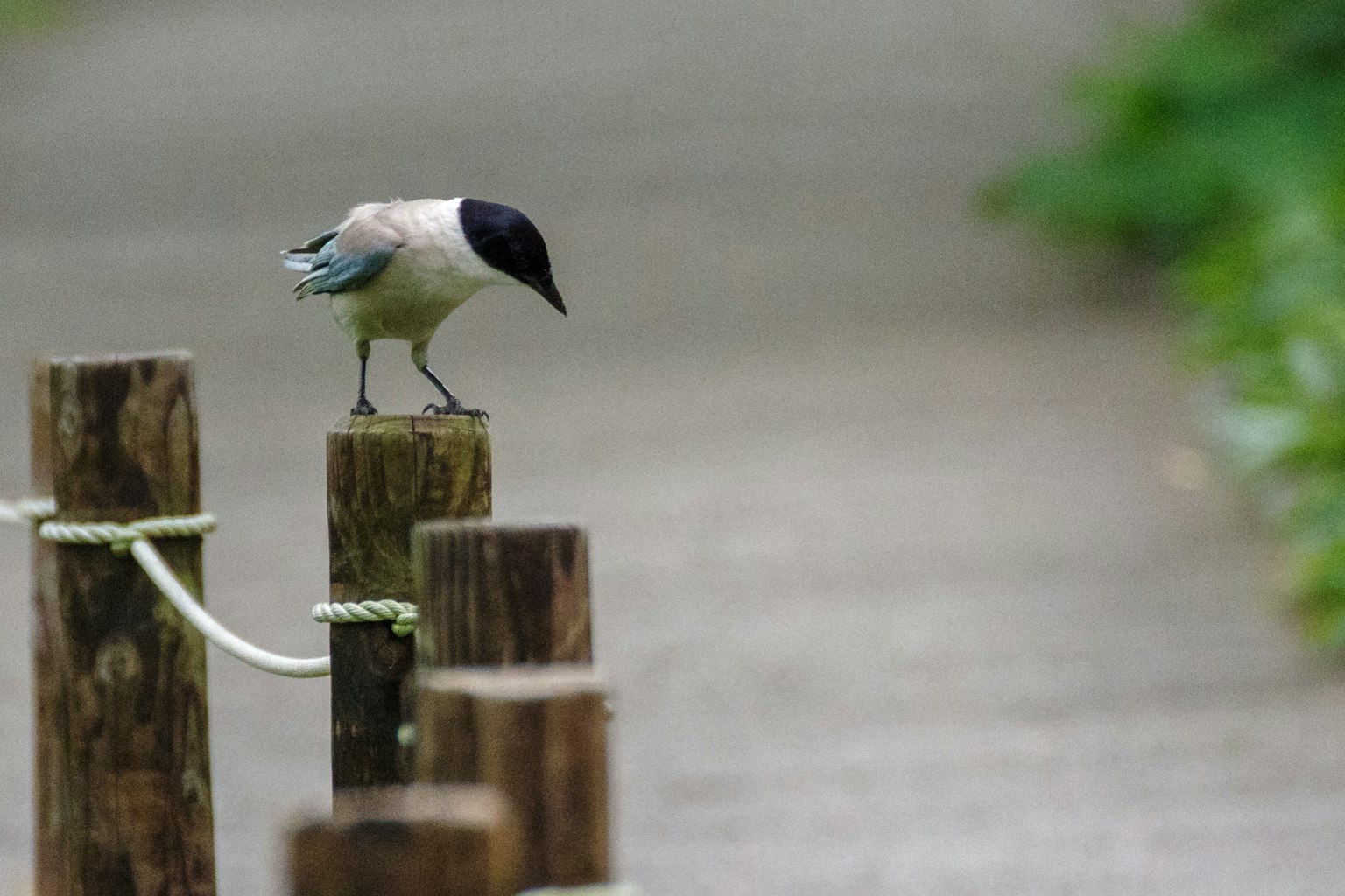 Bird standing on wooden post along a pathway