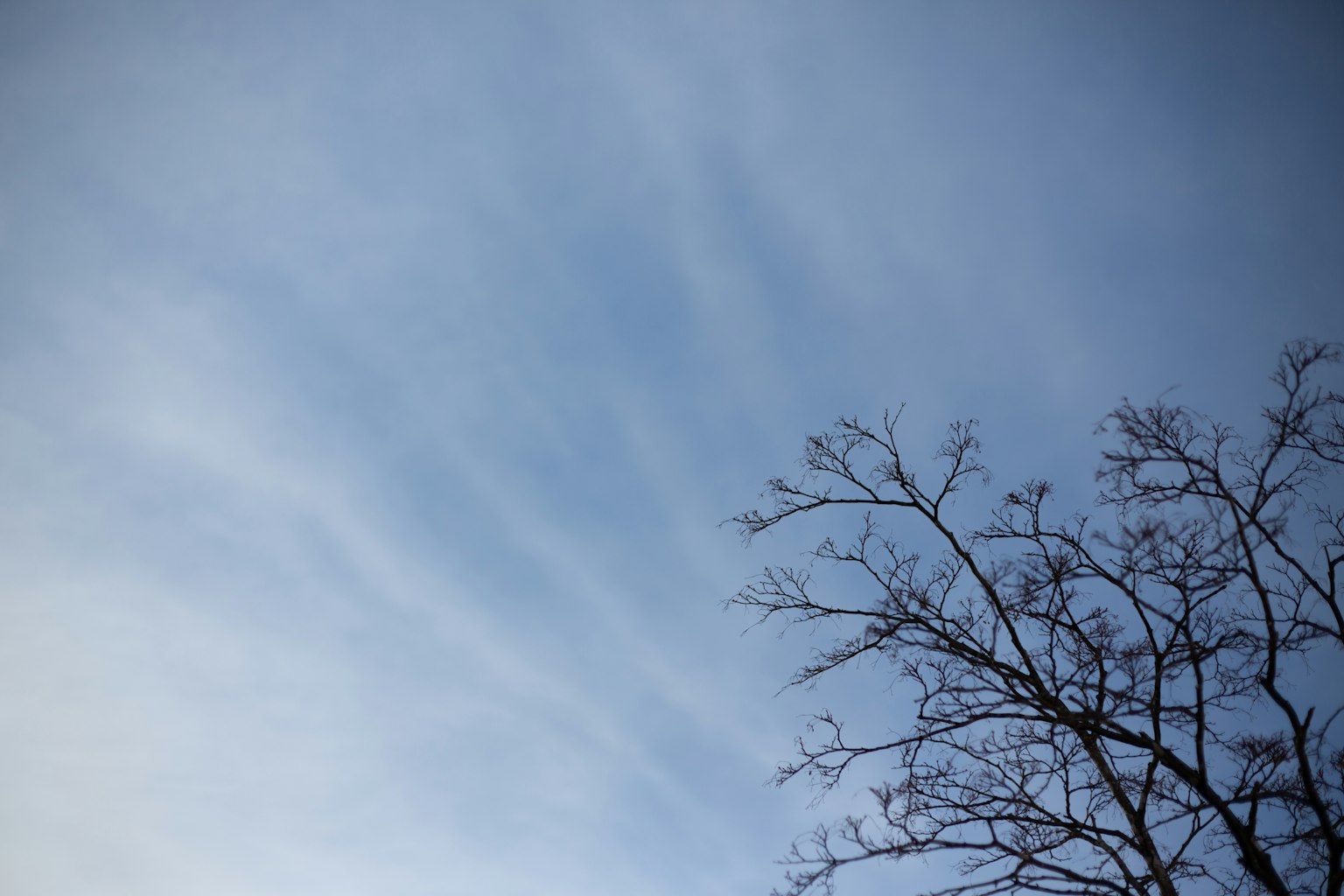 Ciel bleu avec silhouette de branches d'arbre