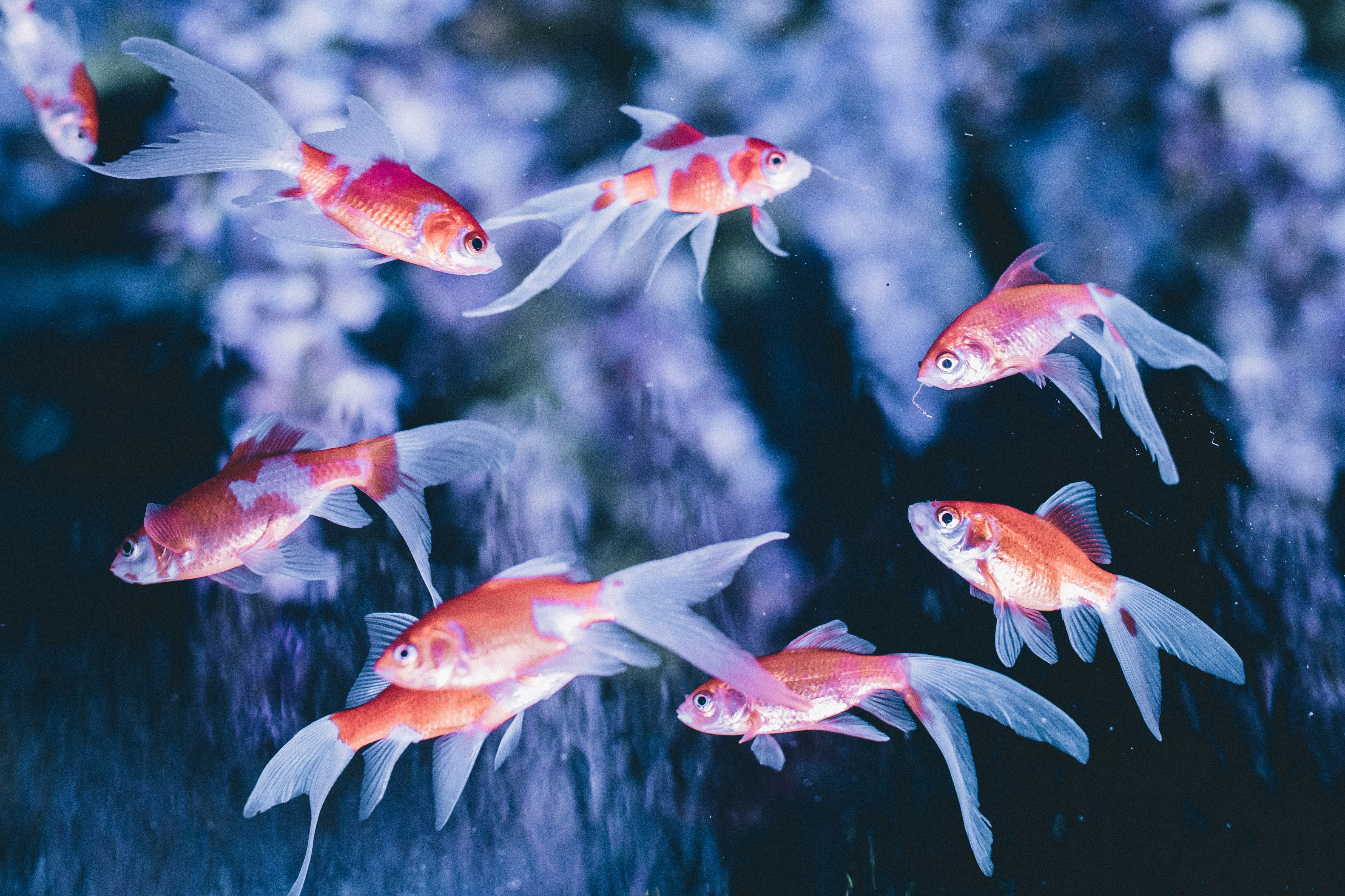 水中を泳ぐ金魚の群れ