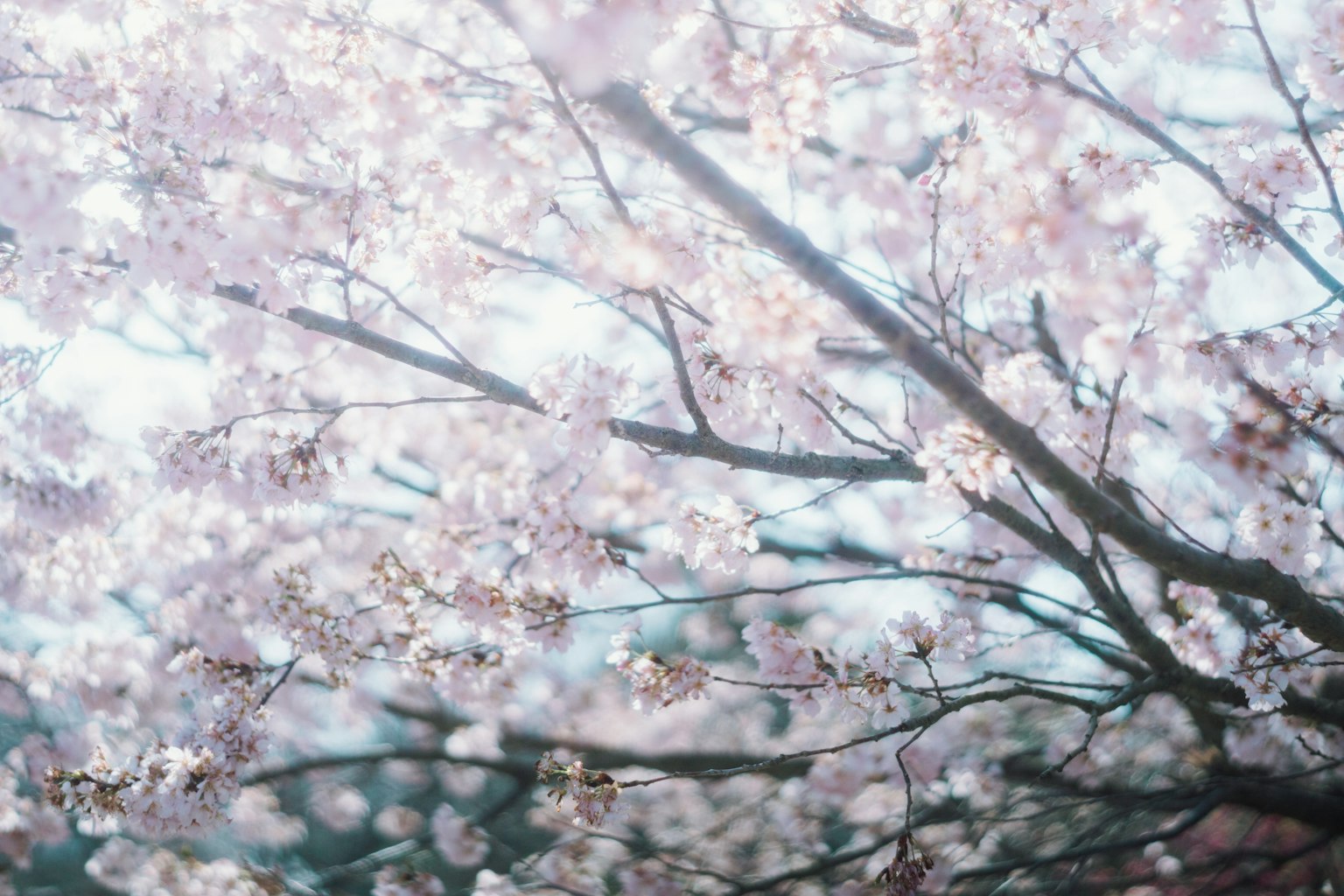 Gros plan sur des branches de cerisier en fleurs avec des couleurs douces et un fond flou