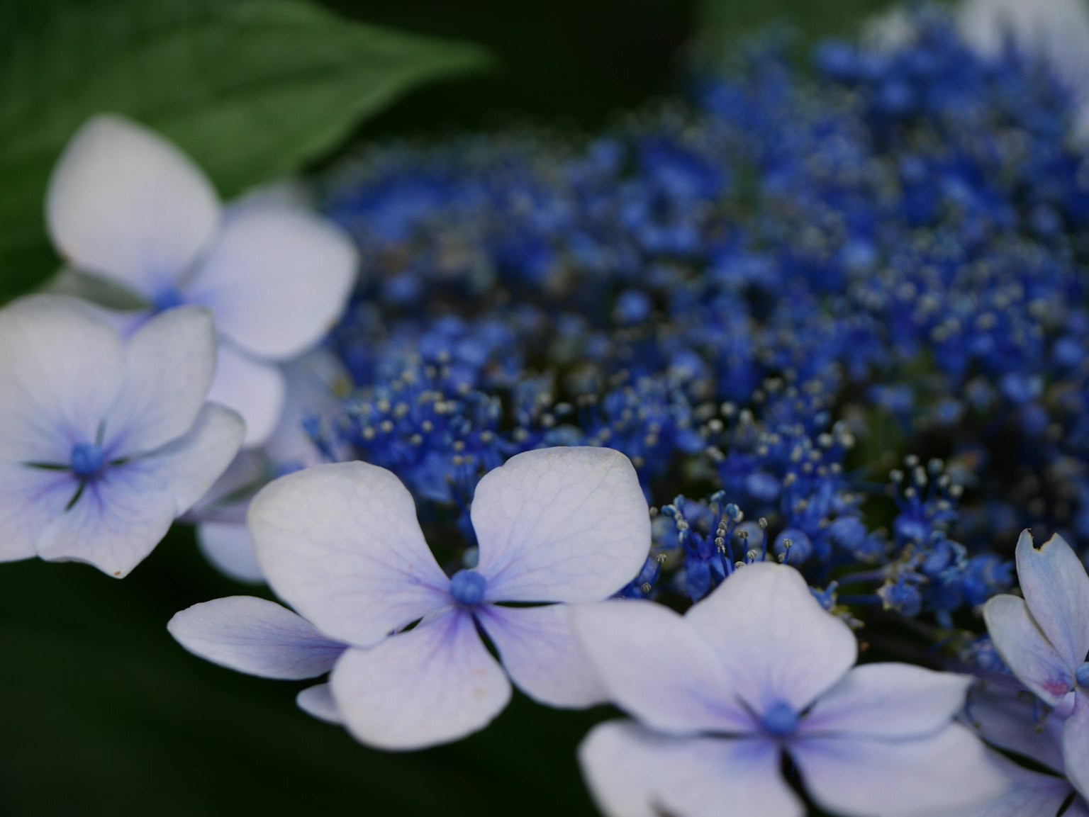 特写的绣球花，蓝色花朵和淡紫色花瓣