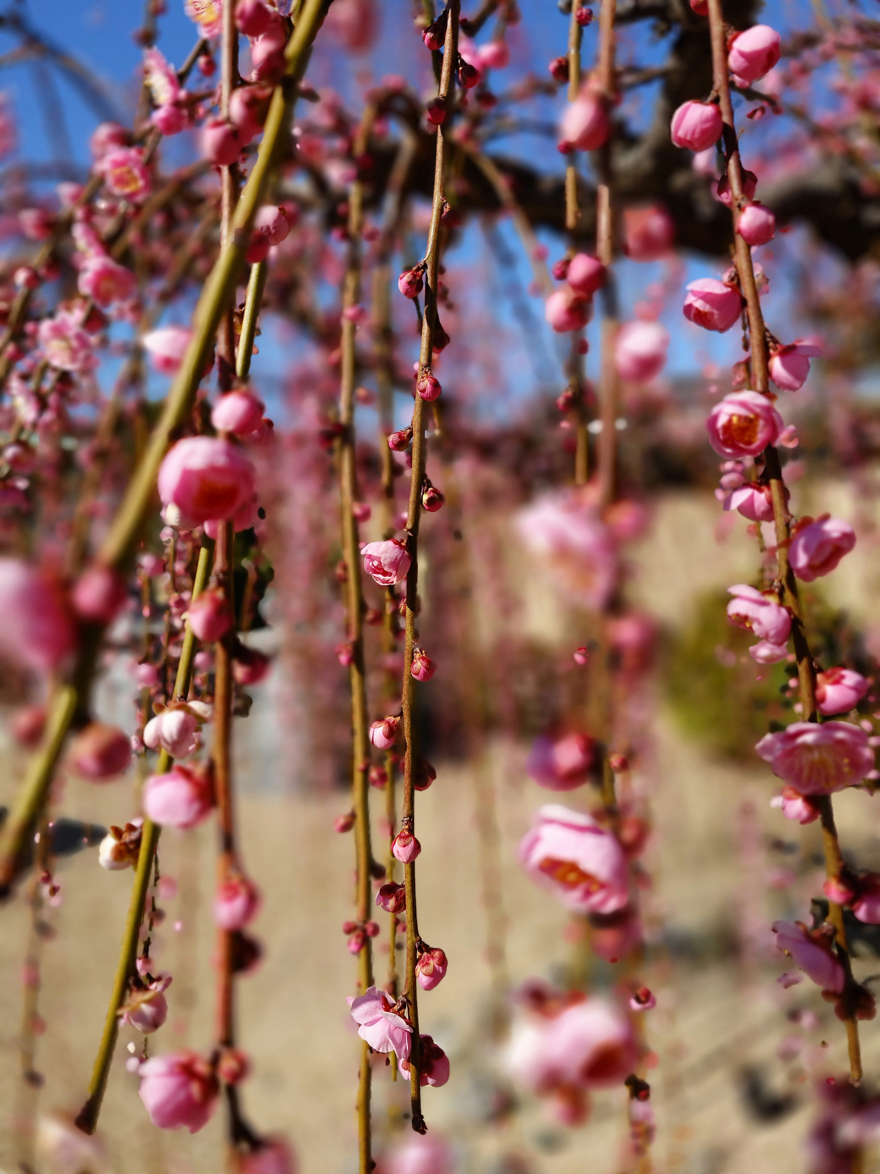 ピンクの花が垂れ下がる枝のクローズアップ青空の背景