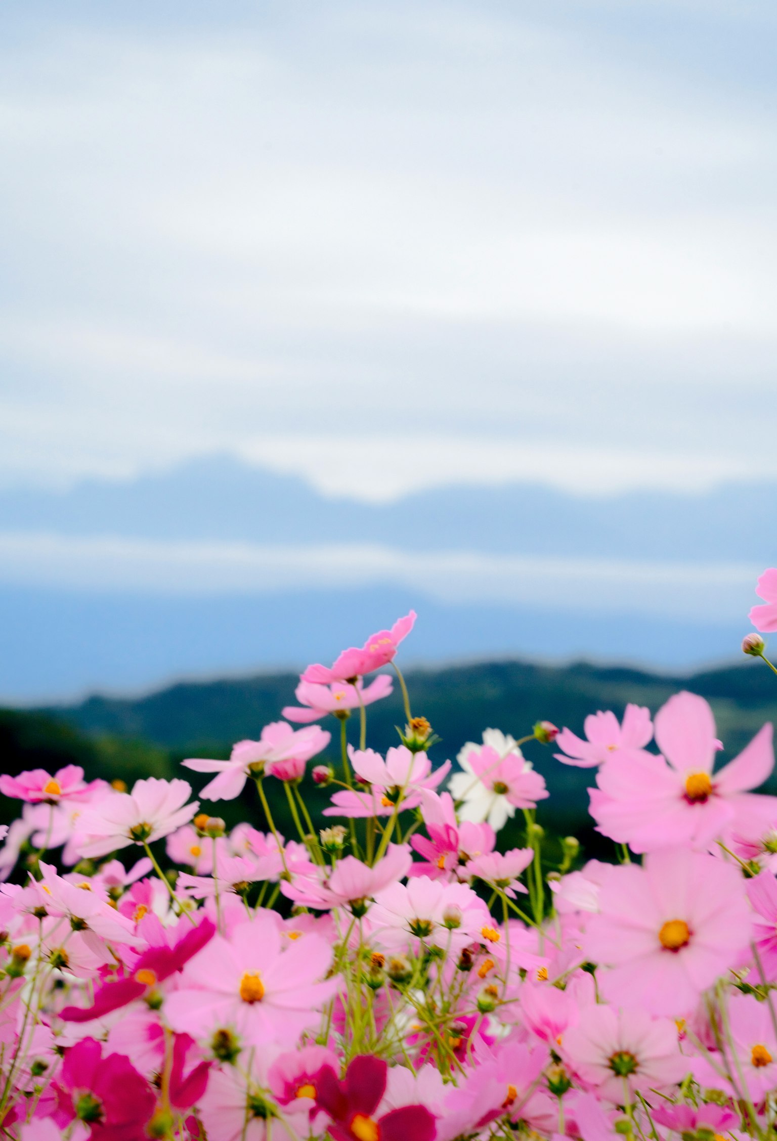 Fiori di cosmos vibranti in fiore con uno sfondo di cielo blu e montagne