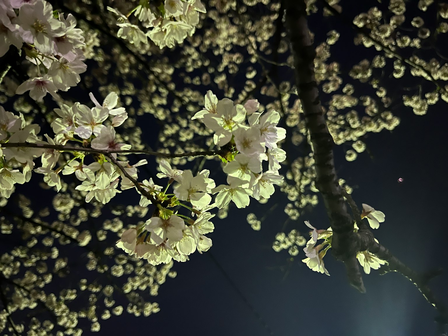 Bellissimi fiori di ciliegio illuminati contro il cielo notturno