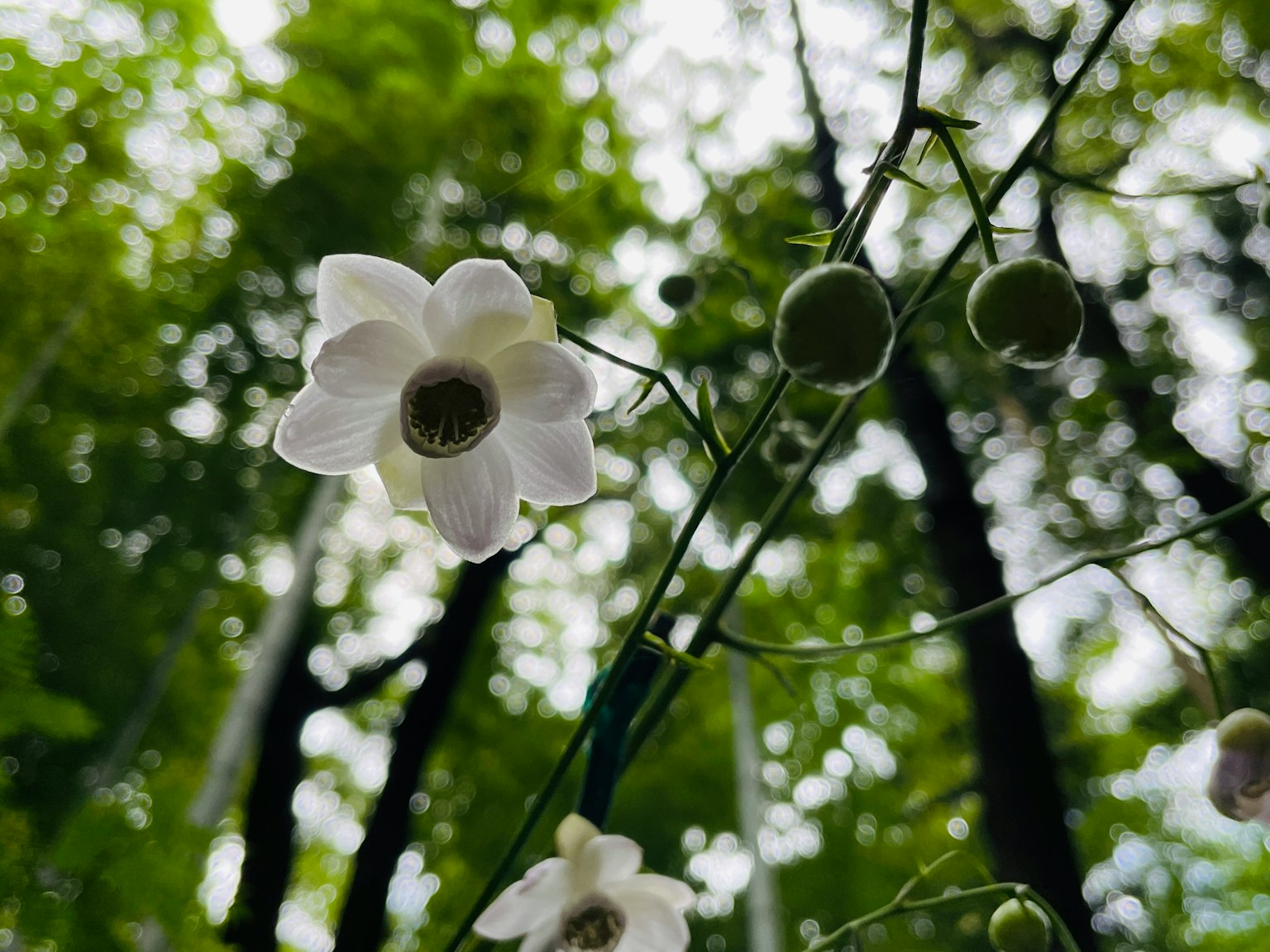 Dekat bunga putih dengan tunas hijau di hutan yang rimbun