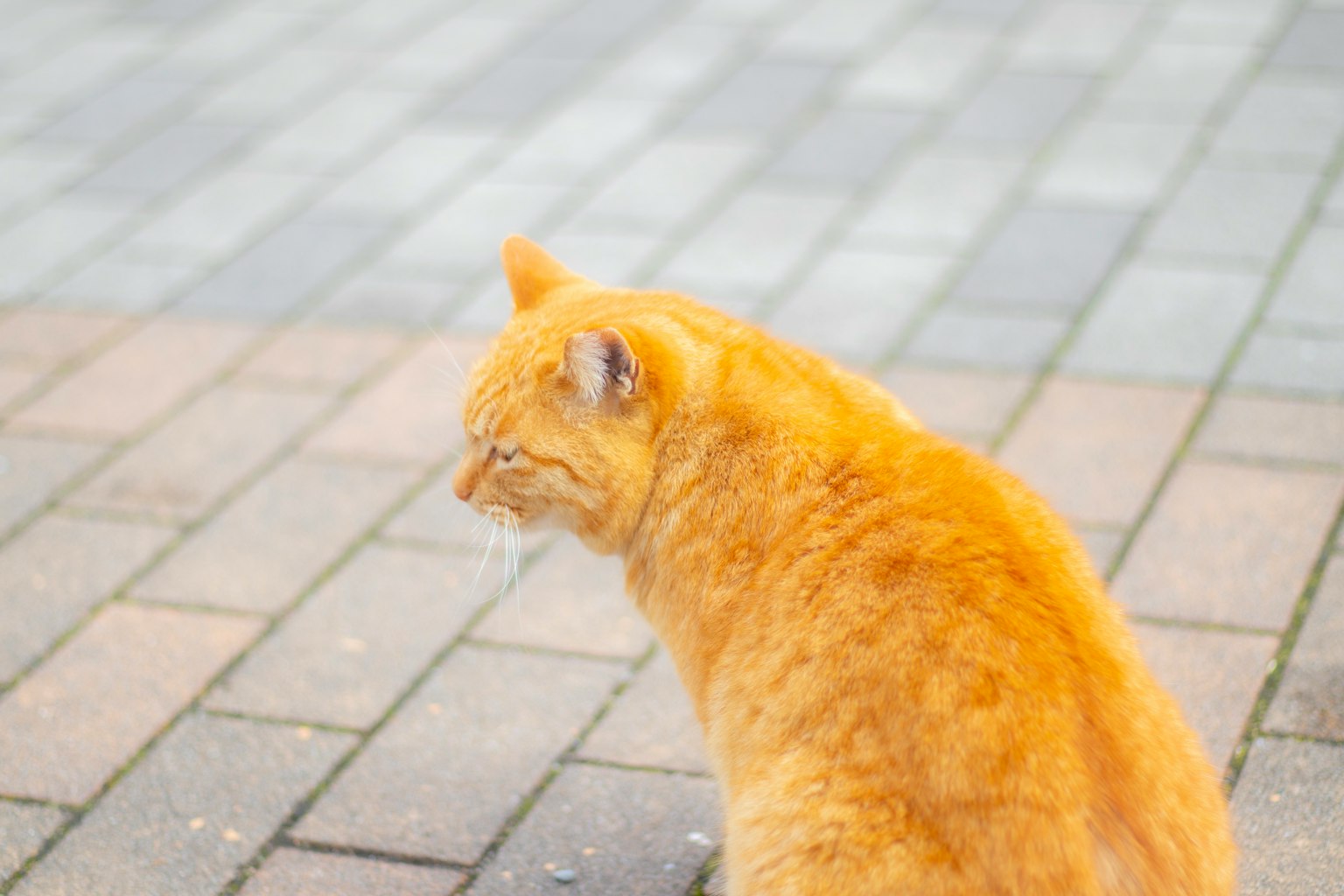 Gato naranja sentado en un camino de adoquines mirando hacia otro lado
