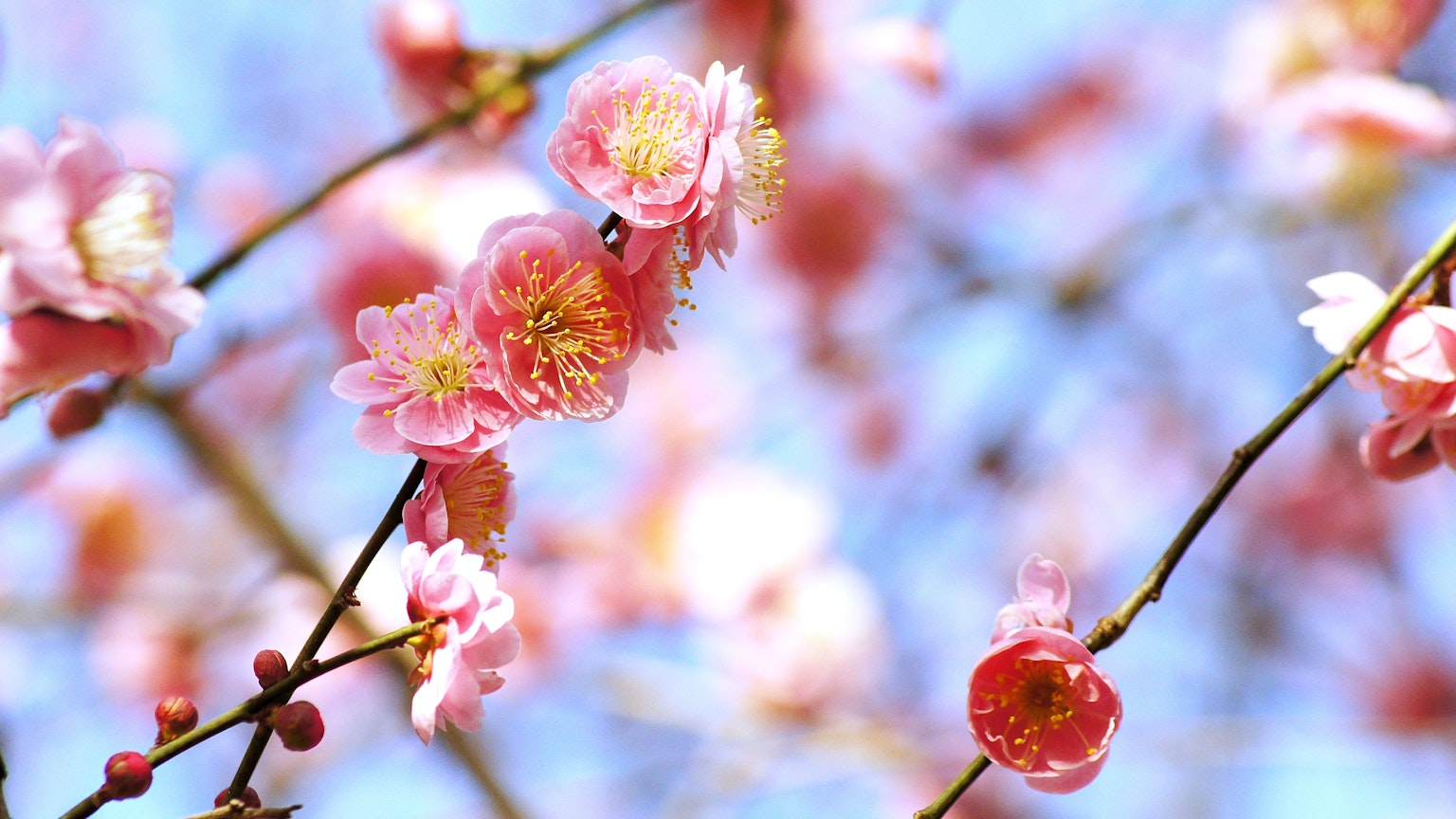 Dekat bunga plum pink yang indah di bawah langit biru