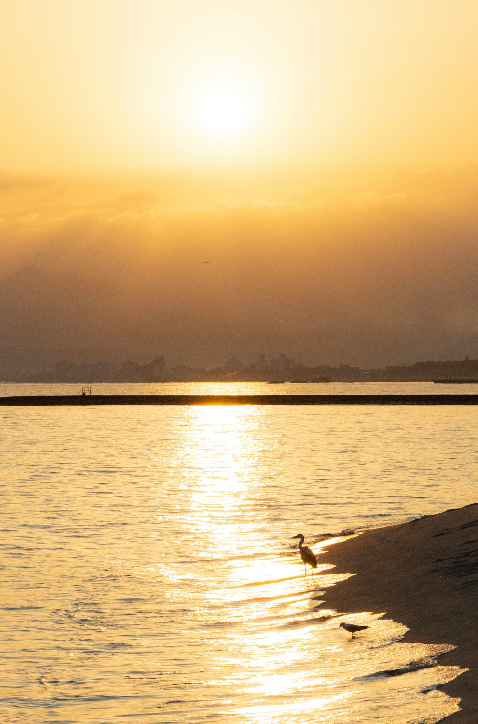 Paysage magnifique avec le coucher de soleil se reflétant sur l'eau un oiseau se tenant près du rivage