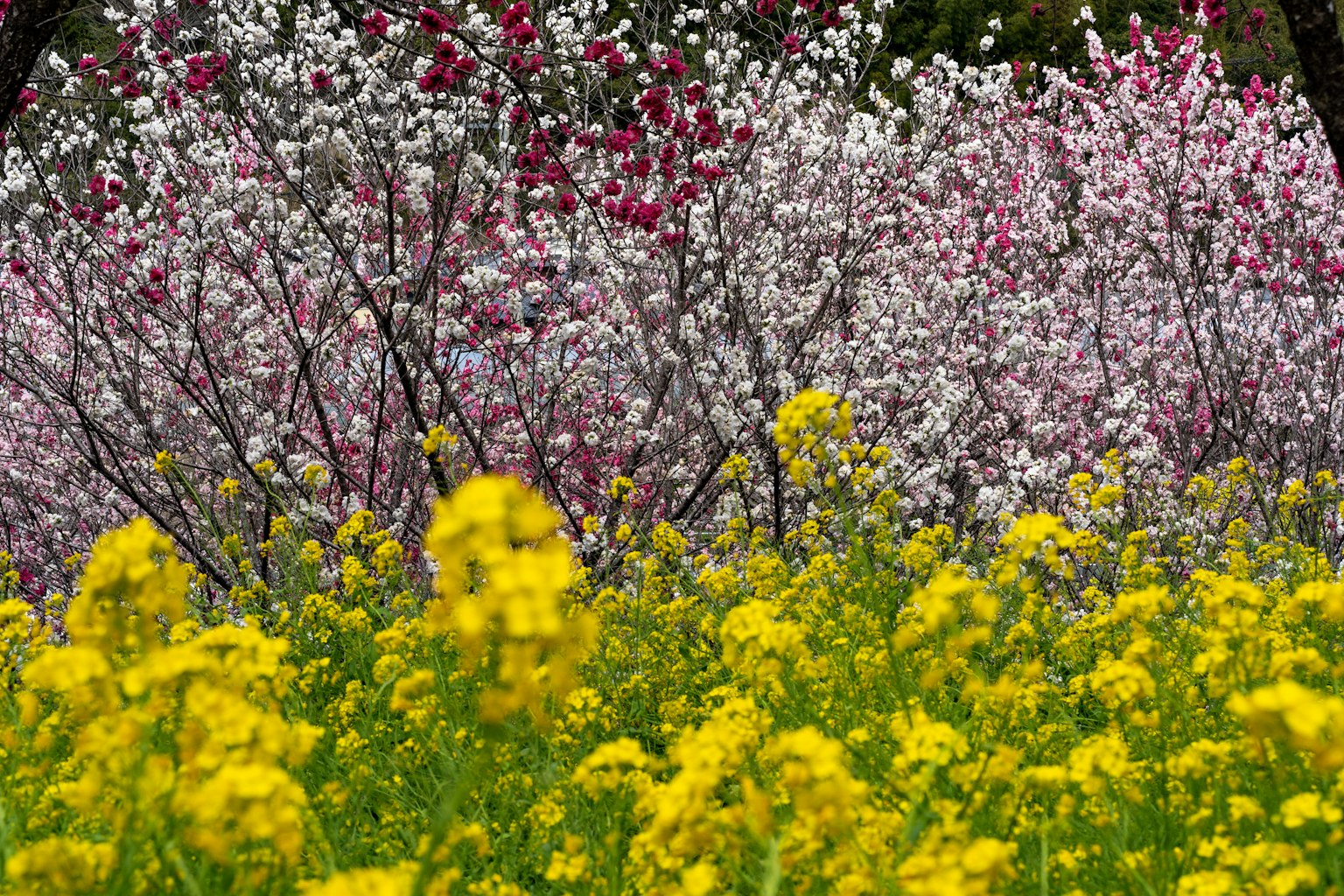 Lanskap yang semarak dengan bunga mekar rapeseed kuning dan pohon sakura merah muda putih